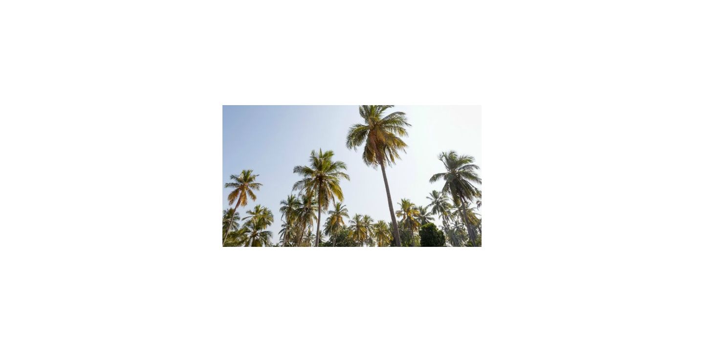 Palm trees in sunny Garden Grove, California