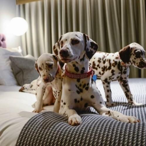 The PAWfect Stay