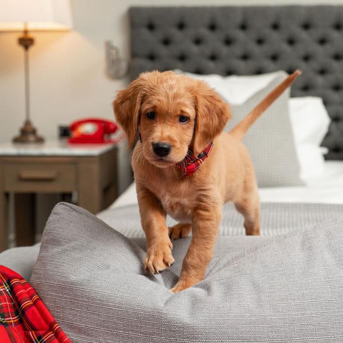 The PAWfect Stay