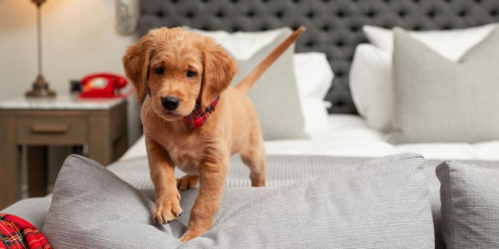 At Kimpton Blythswood Square, we’re proud to be pet-friendly. Our PAWfect Stay package welcomes your pampered pooch with a tartan accessory from Bark & Hare and a tasty treat, plus a traditional Scottish breakfast for you both. It's the ulti-mutt pet-friendly getaway. 