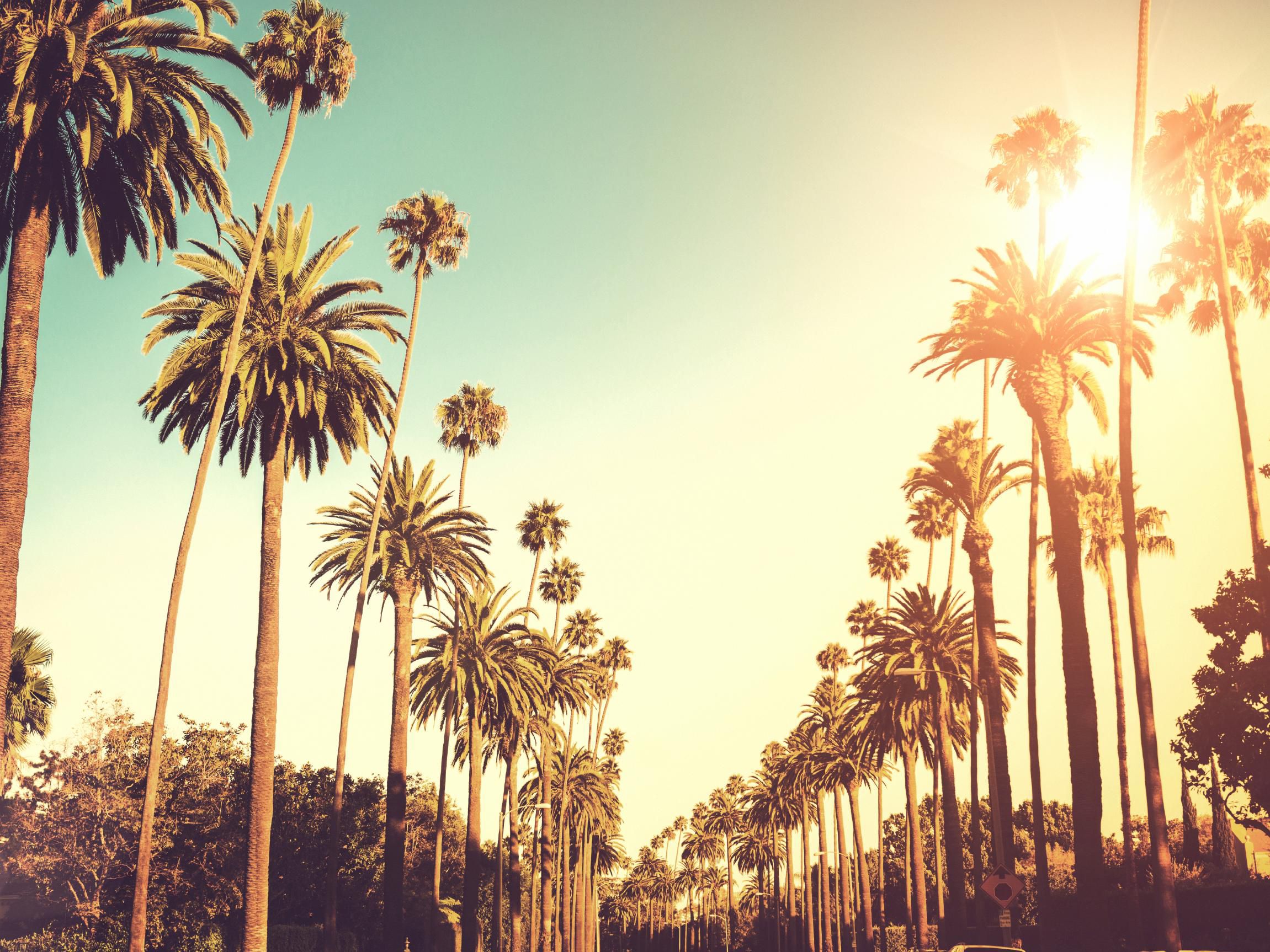 Palm Trees