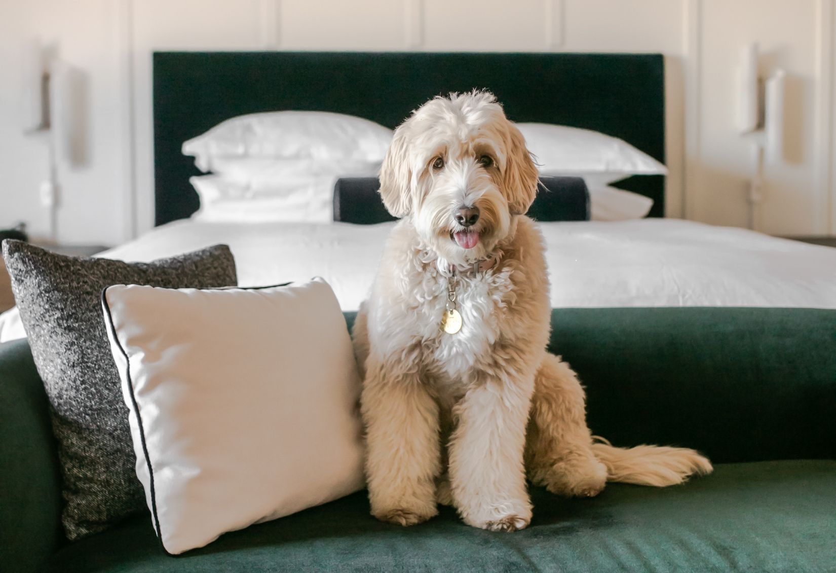 photo of a white dog on a green velvet couch in front of the bed