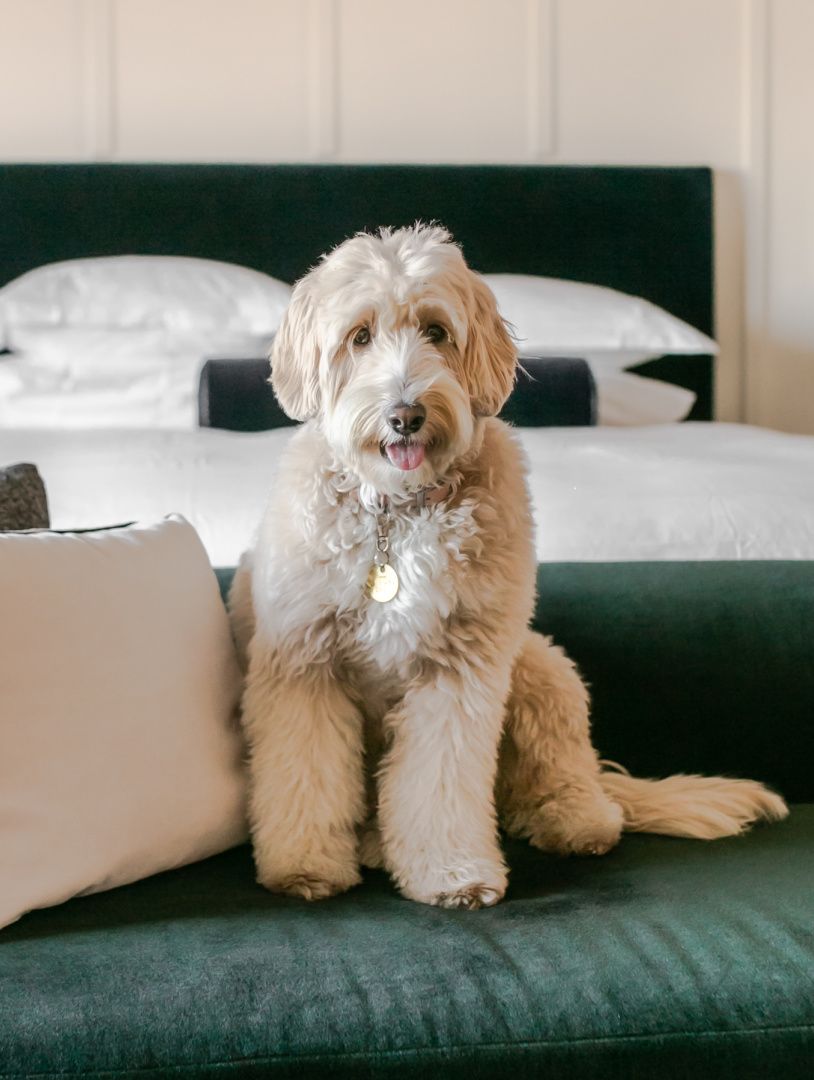 cute white dog on a green velvet couch