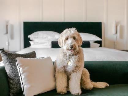 Dog sitting on bed at the Kimpton RiverPlace Hotel in Portland, OR