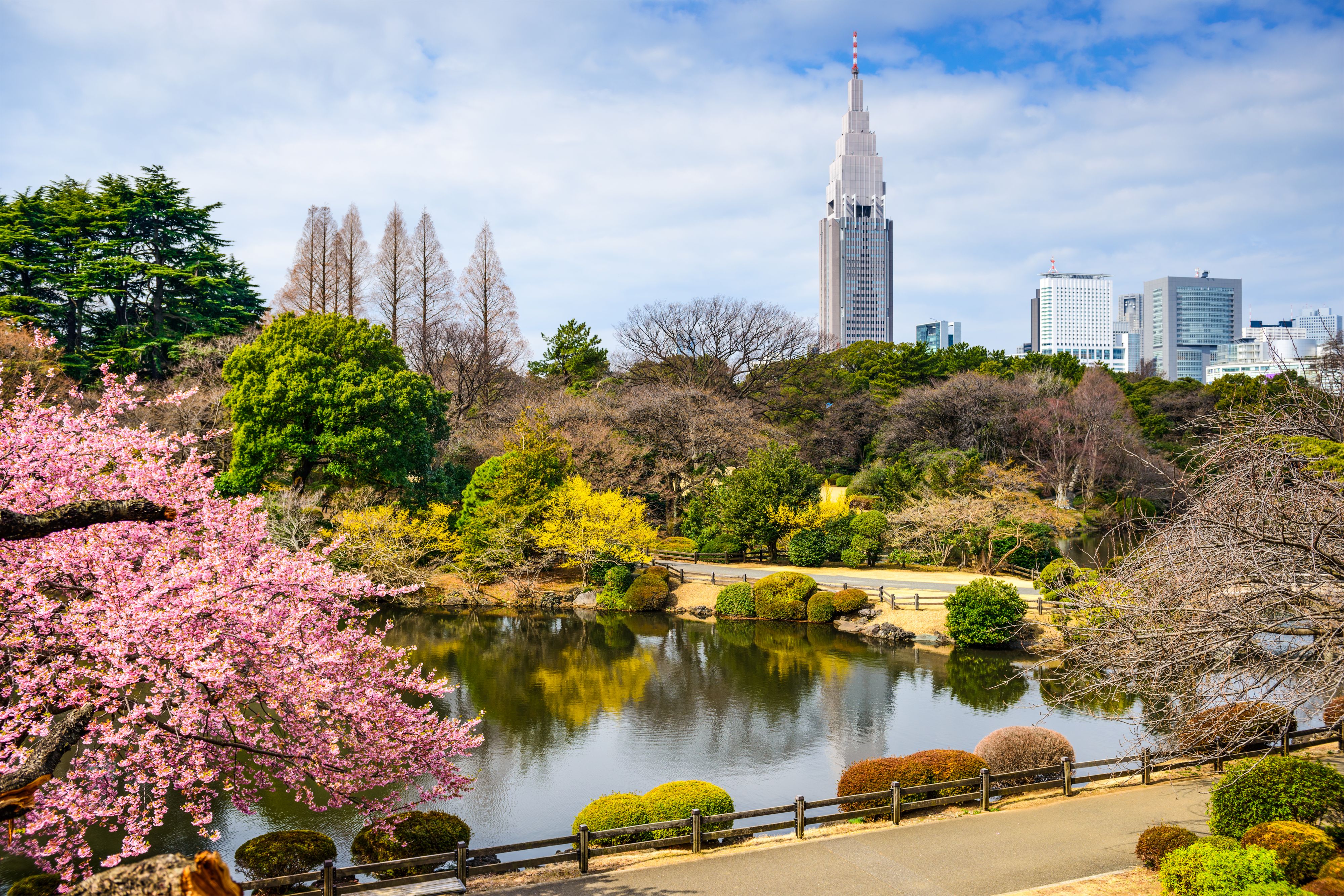 View of Tokyo Cherry Blossoms
