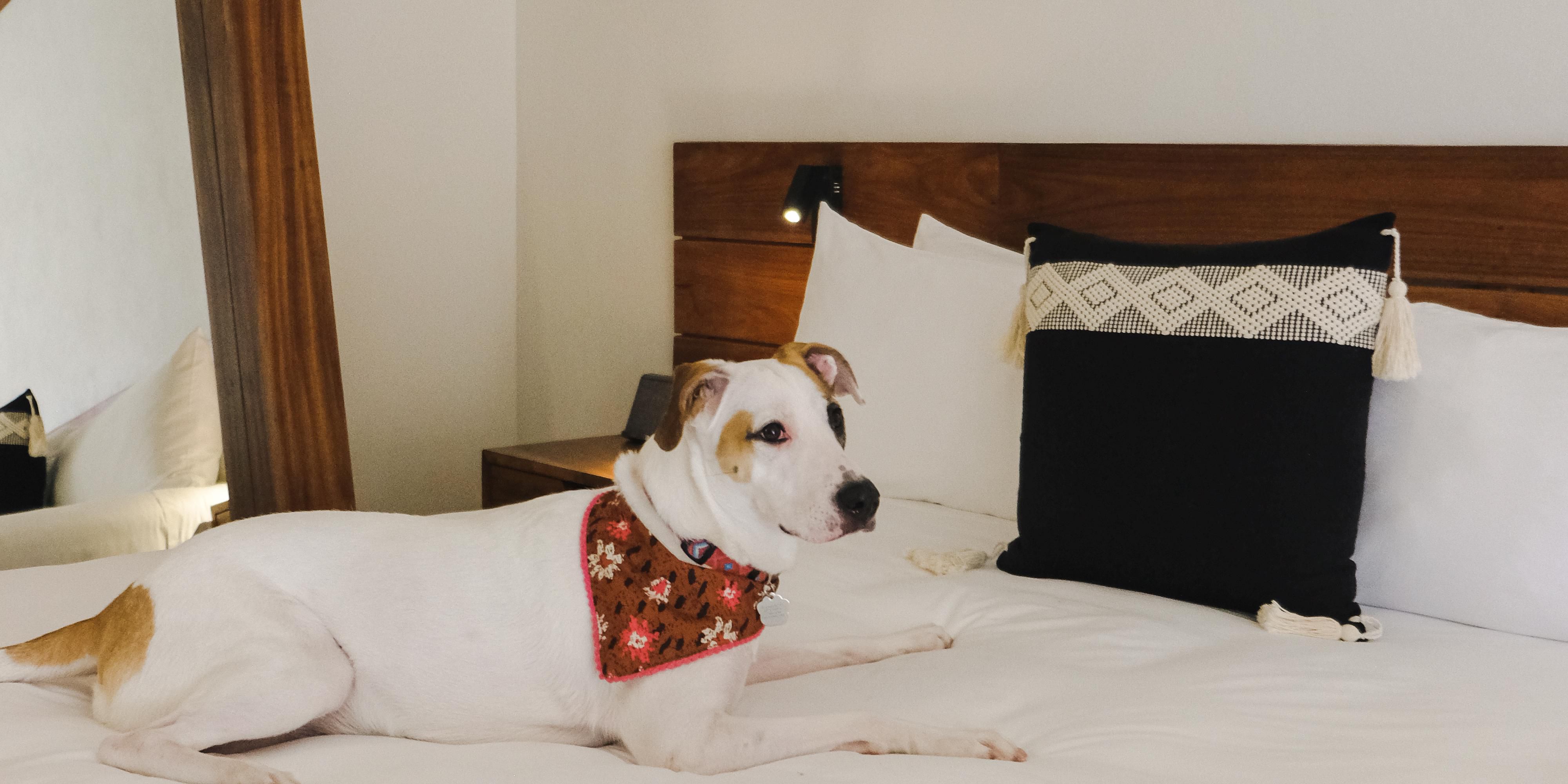 Discover one of the best hotel pet friendly in Tulum, where your pet is as welcome as you are. At Kimpton Aluna Tulum, enjoy stylish rooms, green spaces, and special amenities for your companion, just minutes from the most exclusive beaches of the Riviera Maya.