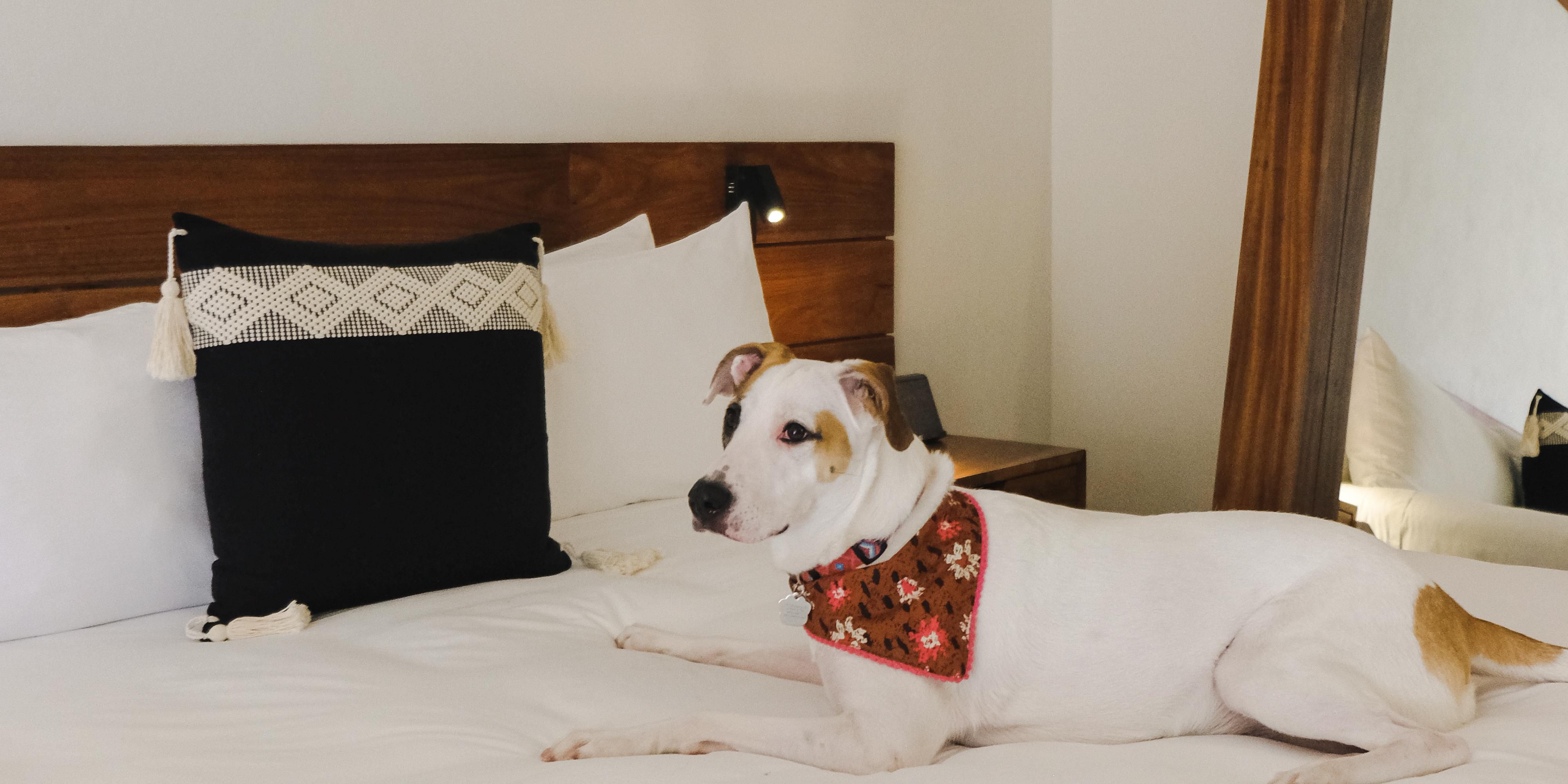 Discover one of the best hotel pet friendly in Tulum, where your pet is as welcome as you are. At Kimpton Aluna Tulum, enjoy stylish rooms, green spaces, and special amenities for your companion, just minutes from the most exclusive beaches of the Riviera Maya.