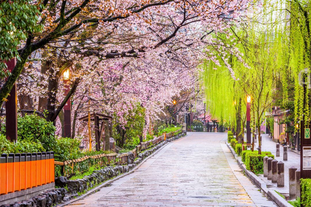 View of a path in Kyoto lined by cherry trees that are blossoming