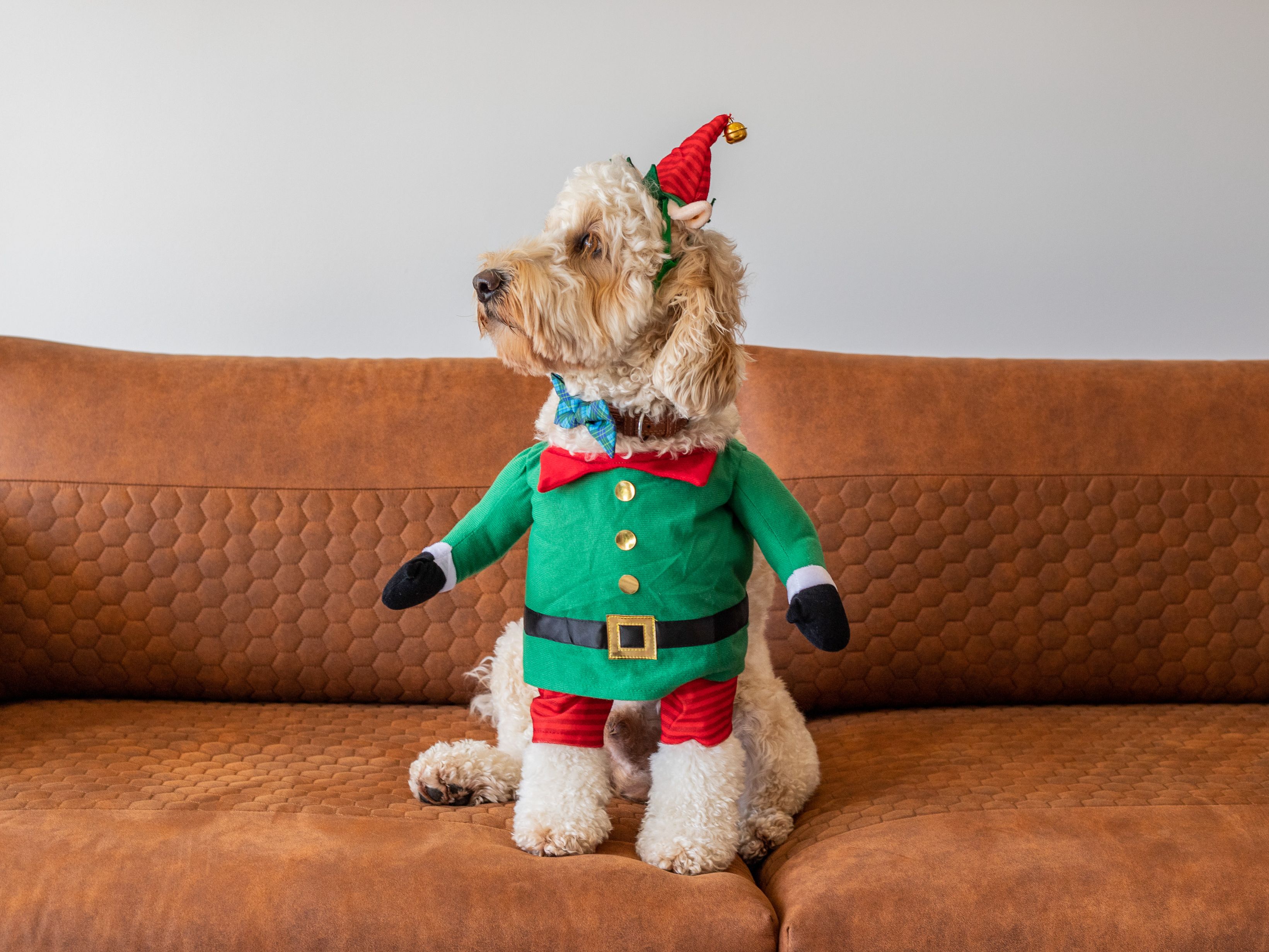 dog in a Christmas outfit
