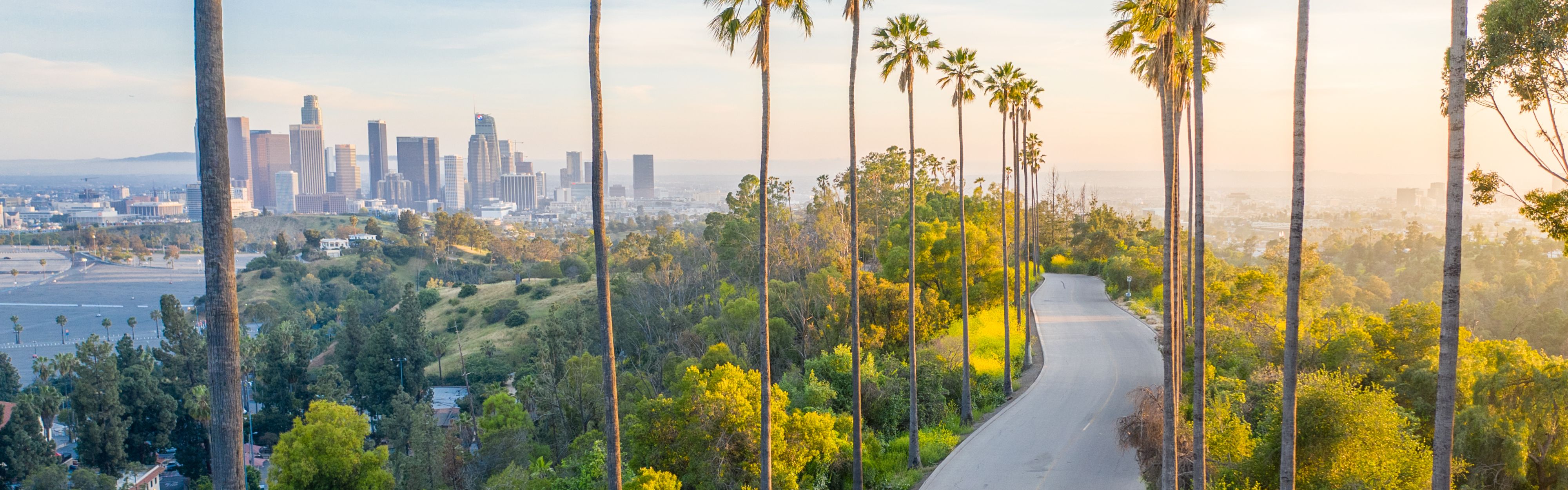 view of L.A. with palm trees