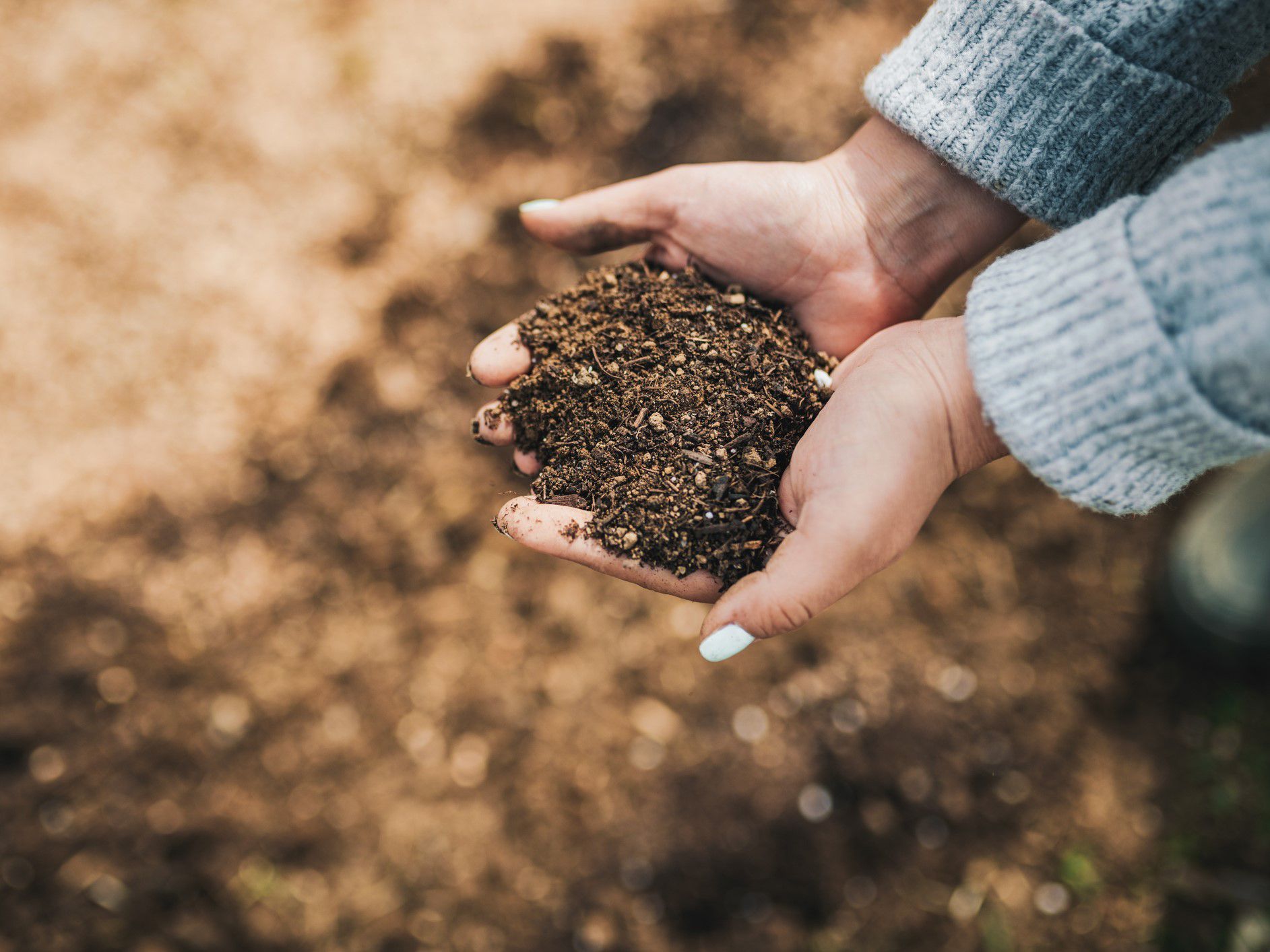 Hands holding compost