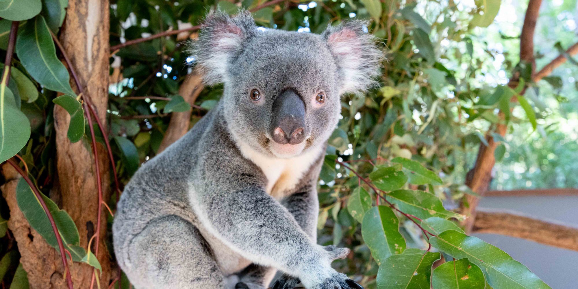 Lone Pine Koala Sanctuary