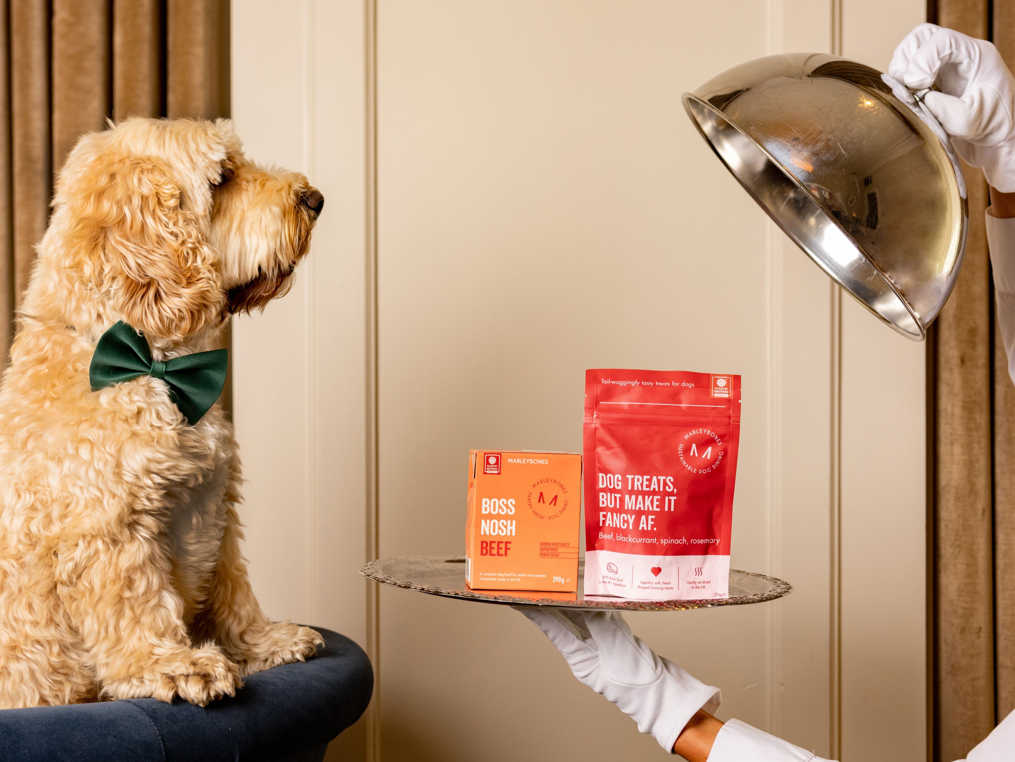 Dog being offered a treat on a silver platter