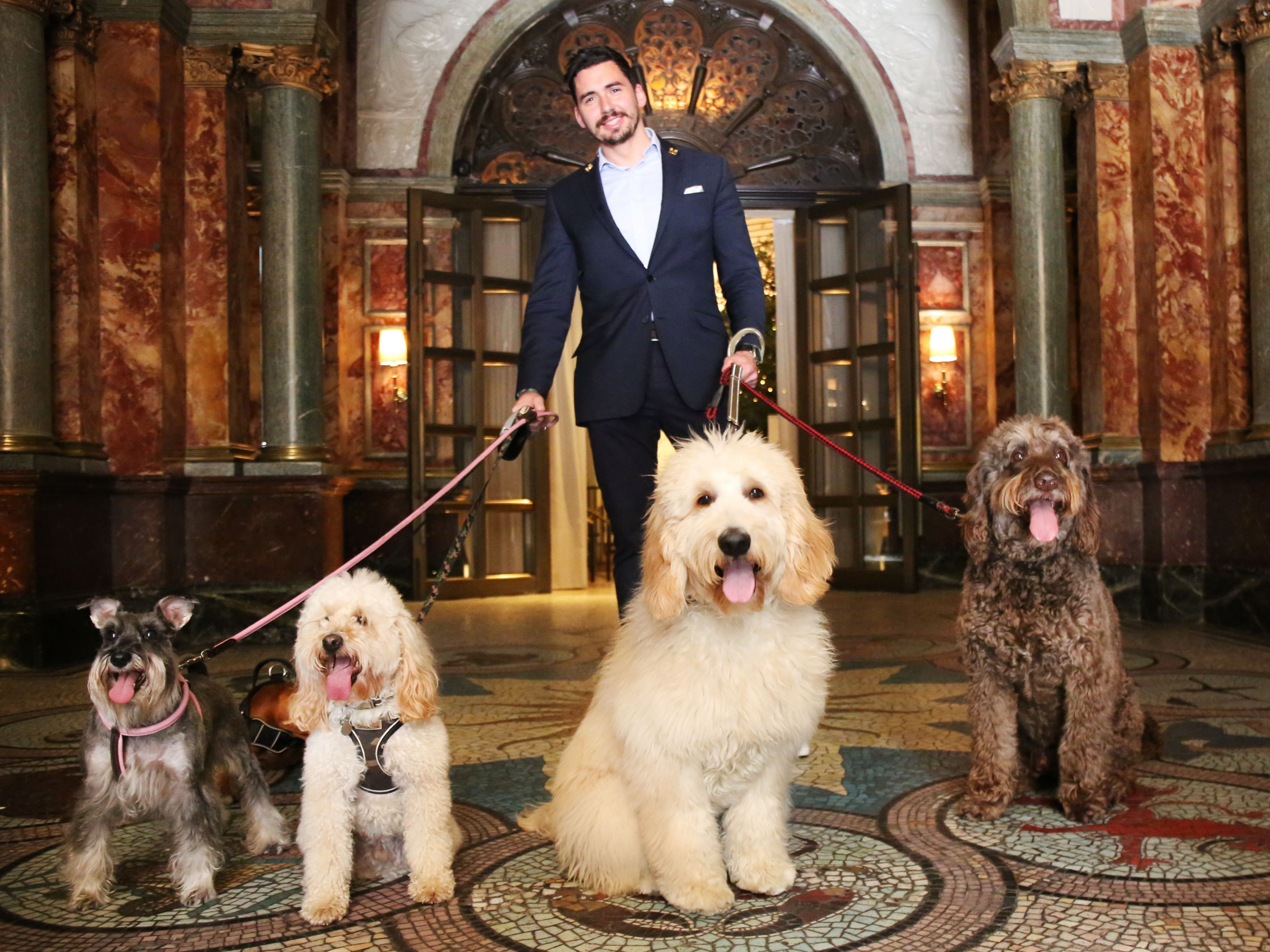 Suited man walking dogs of all types