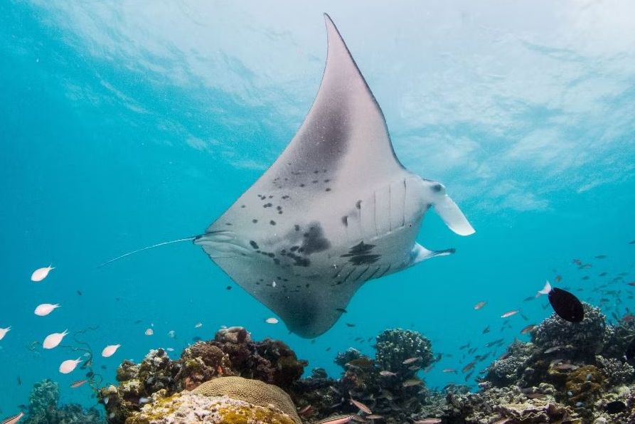 Manta Ray swimming over a coral reef