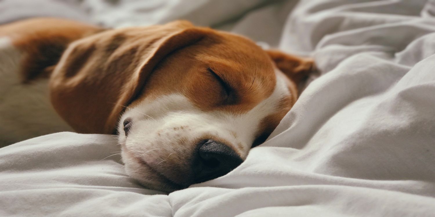 pet dog sleeping on a double hotel bed