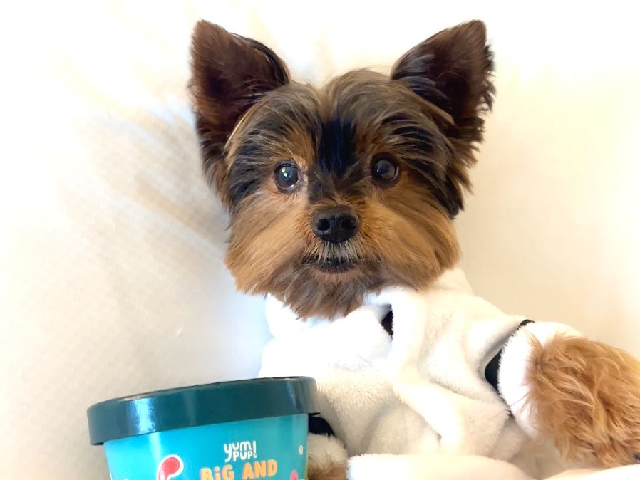 Dog laying in a hotel bed in a robe with Yum Pup food.