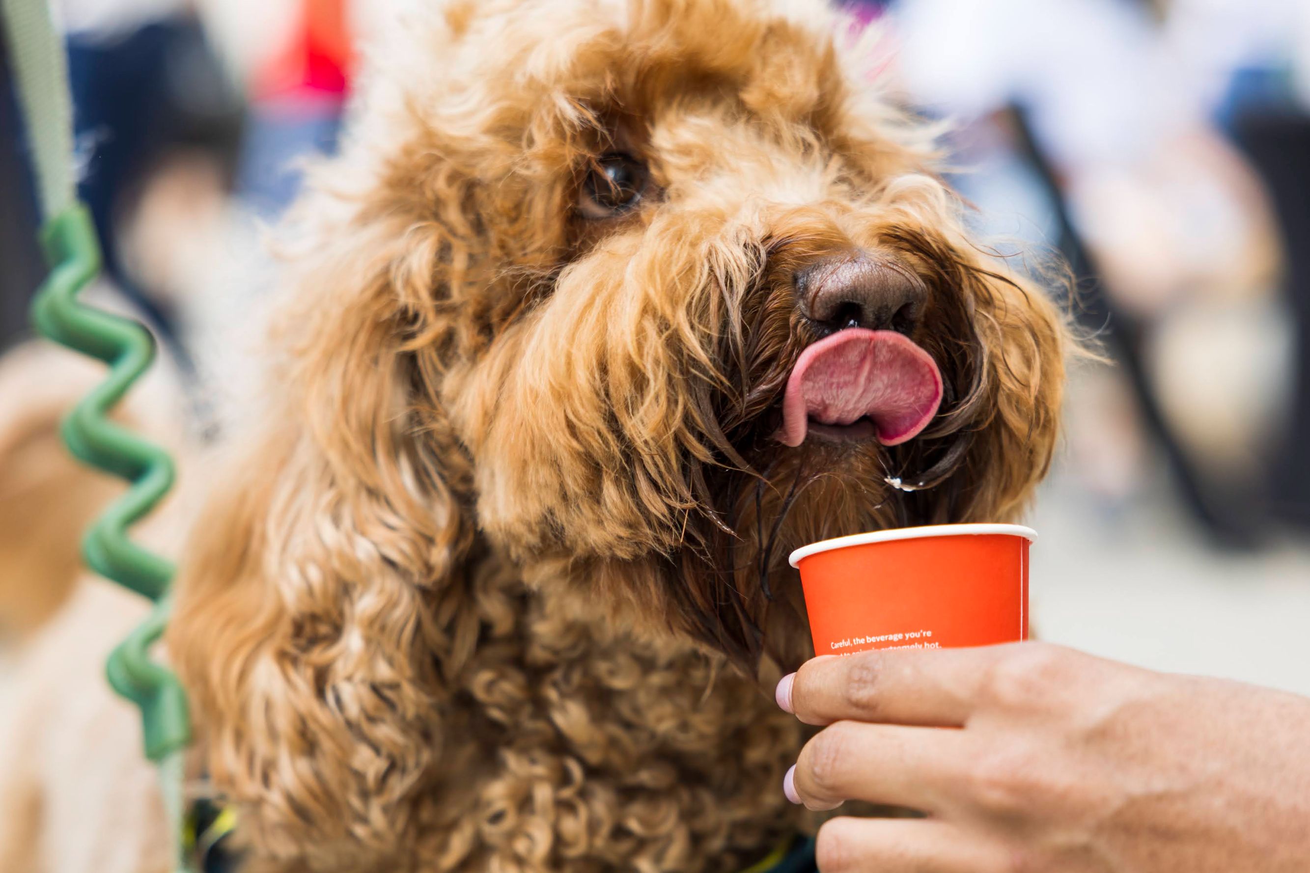 Dog enjoying a treat.