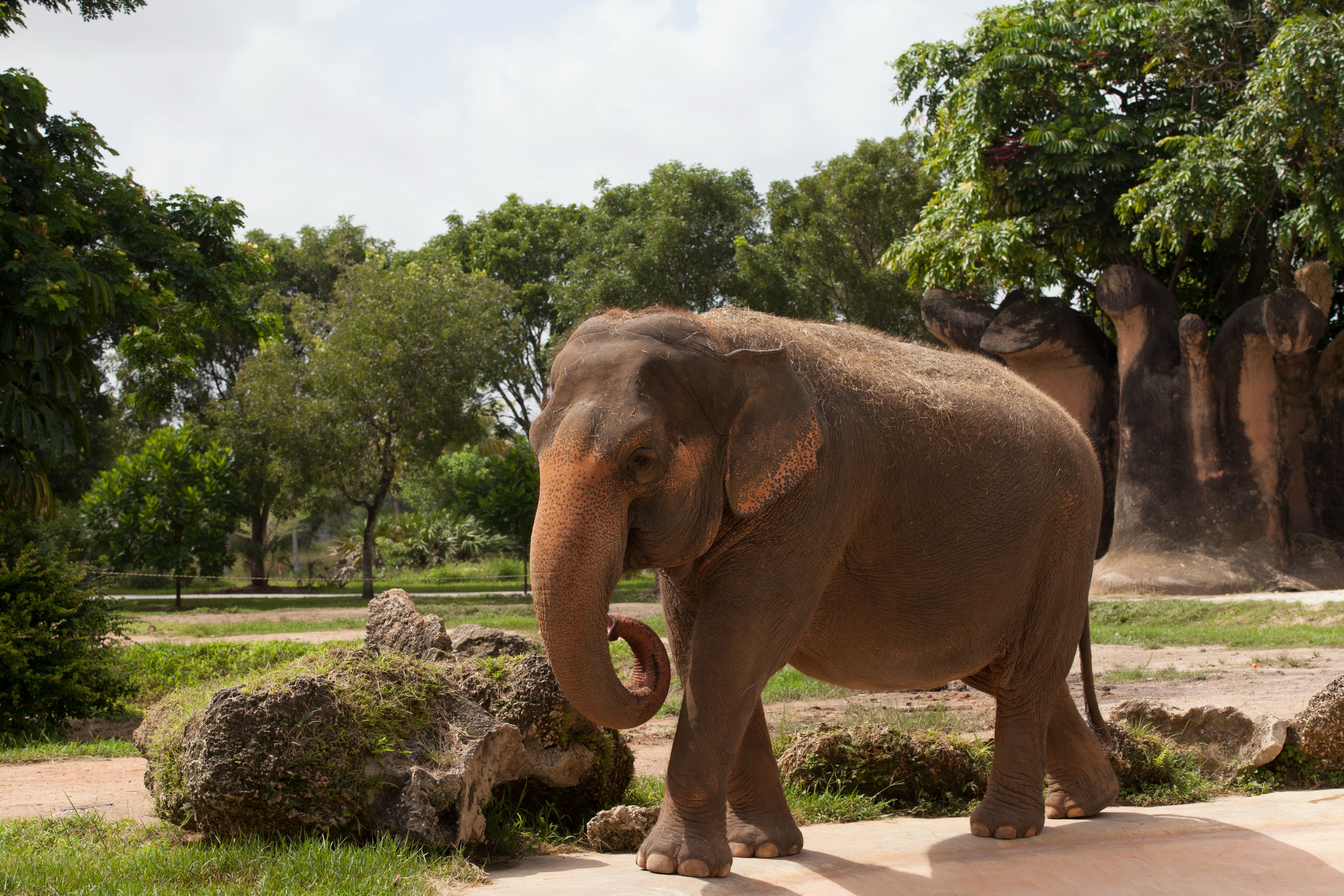Elephant at the Zoo Miami.