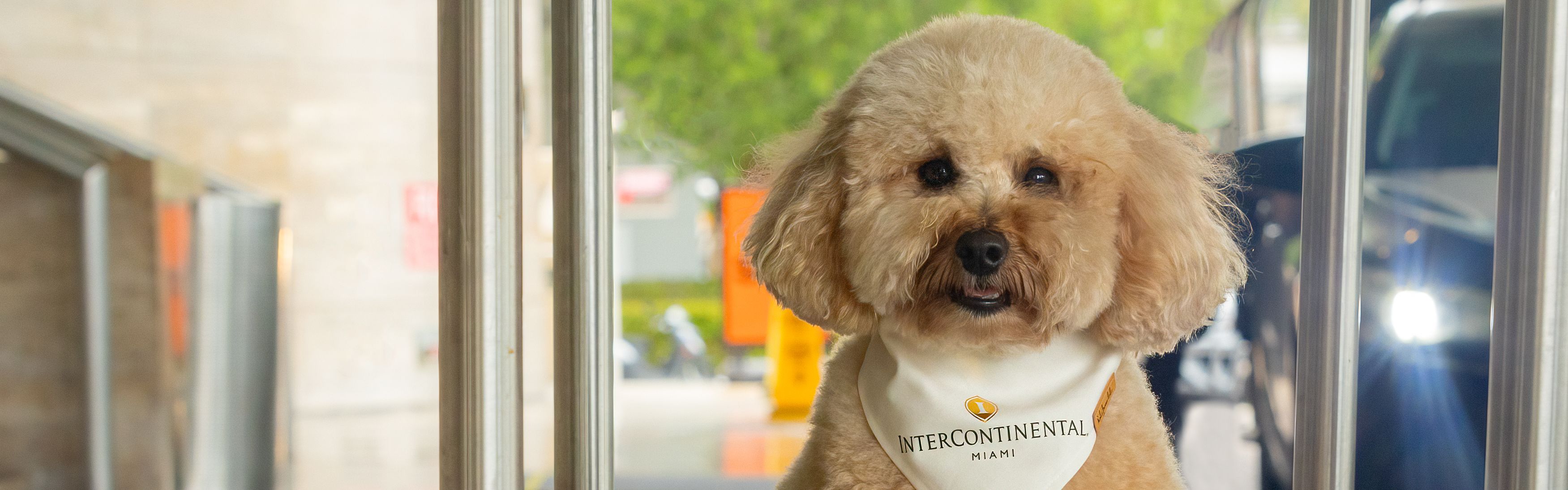 Dog posing on a luggage cart outside of the hotel.