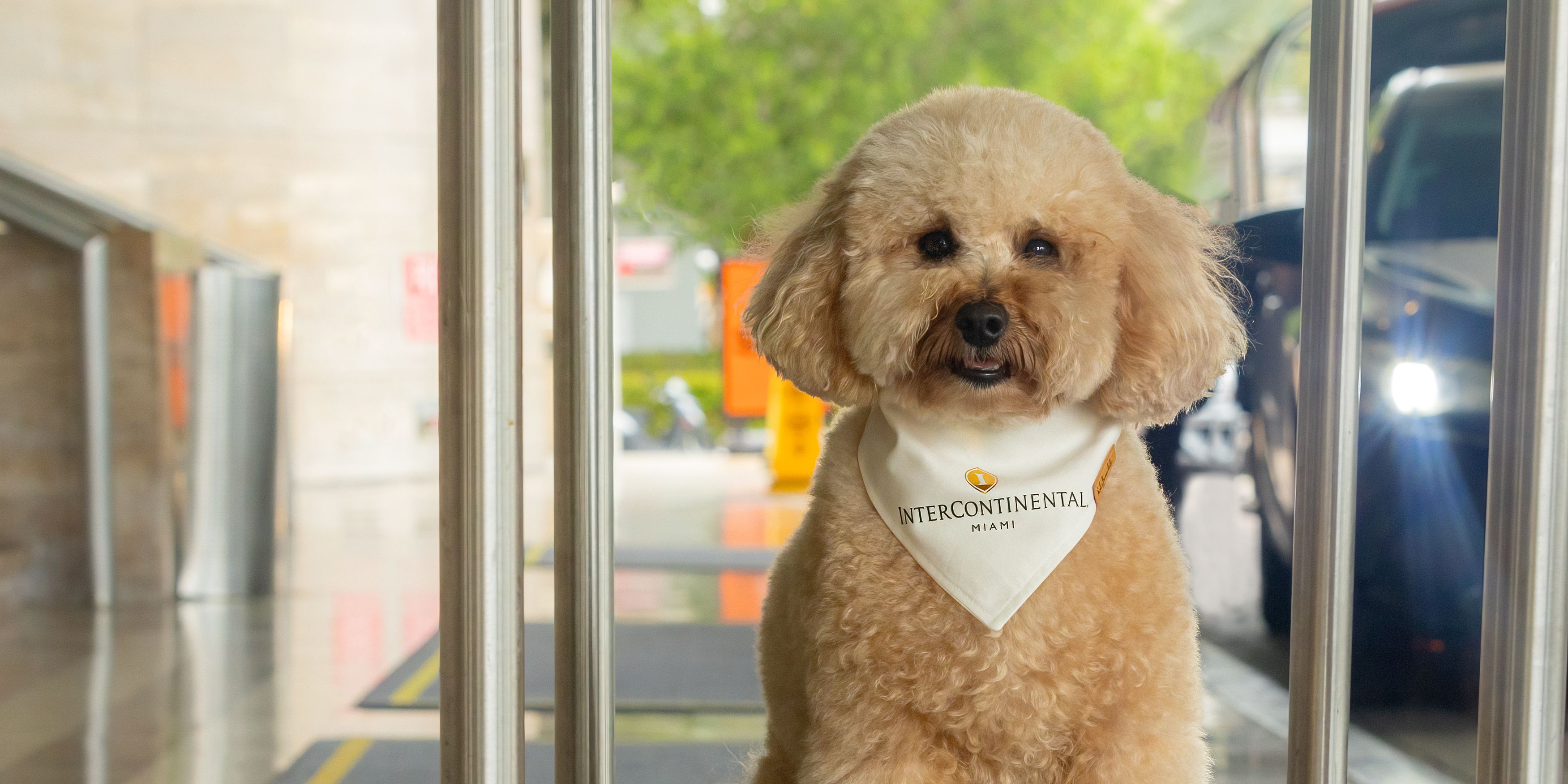 Puppy on a luggage cart.