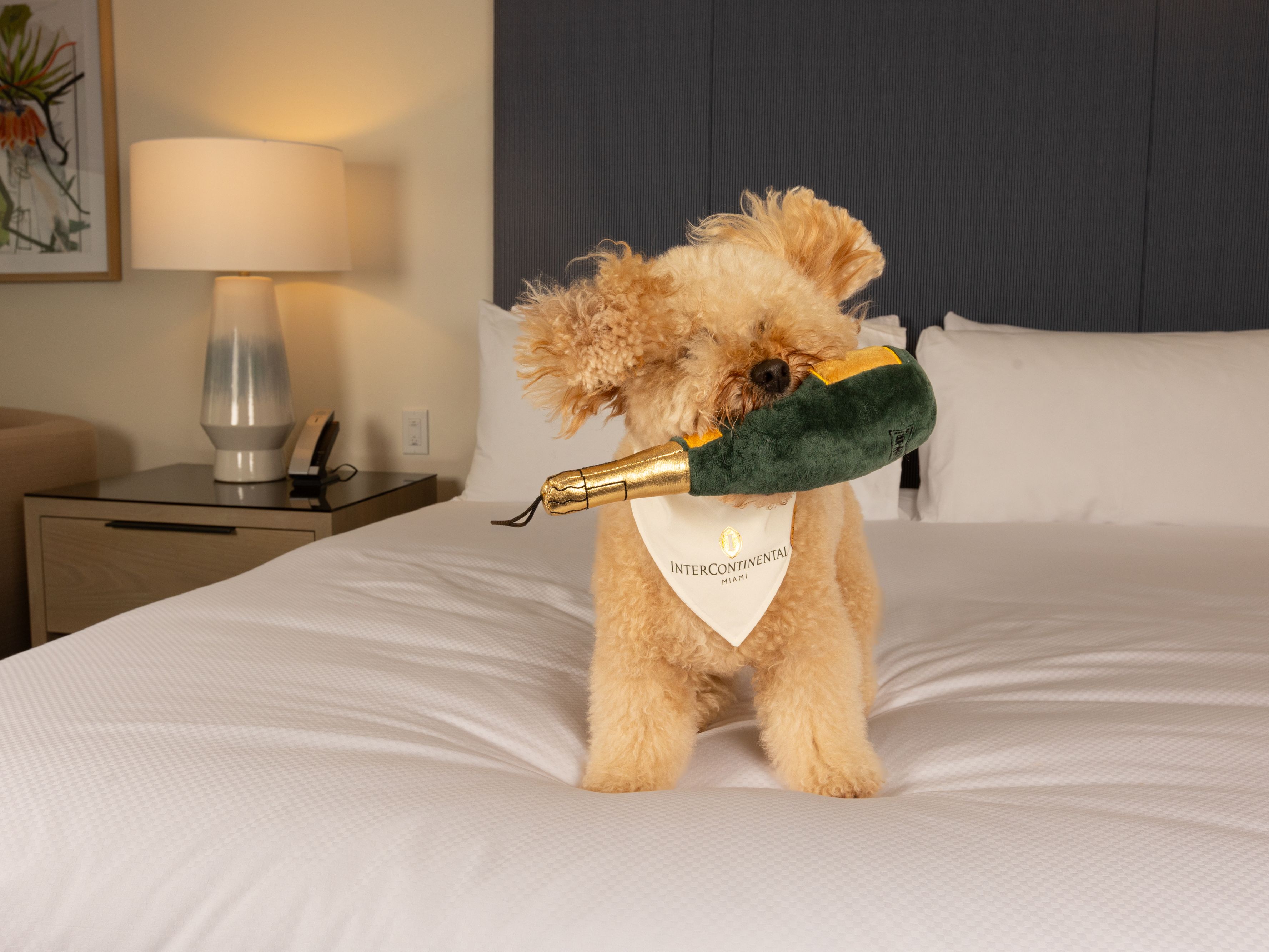 Puppy playing with champagne toy on hotel bed.