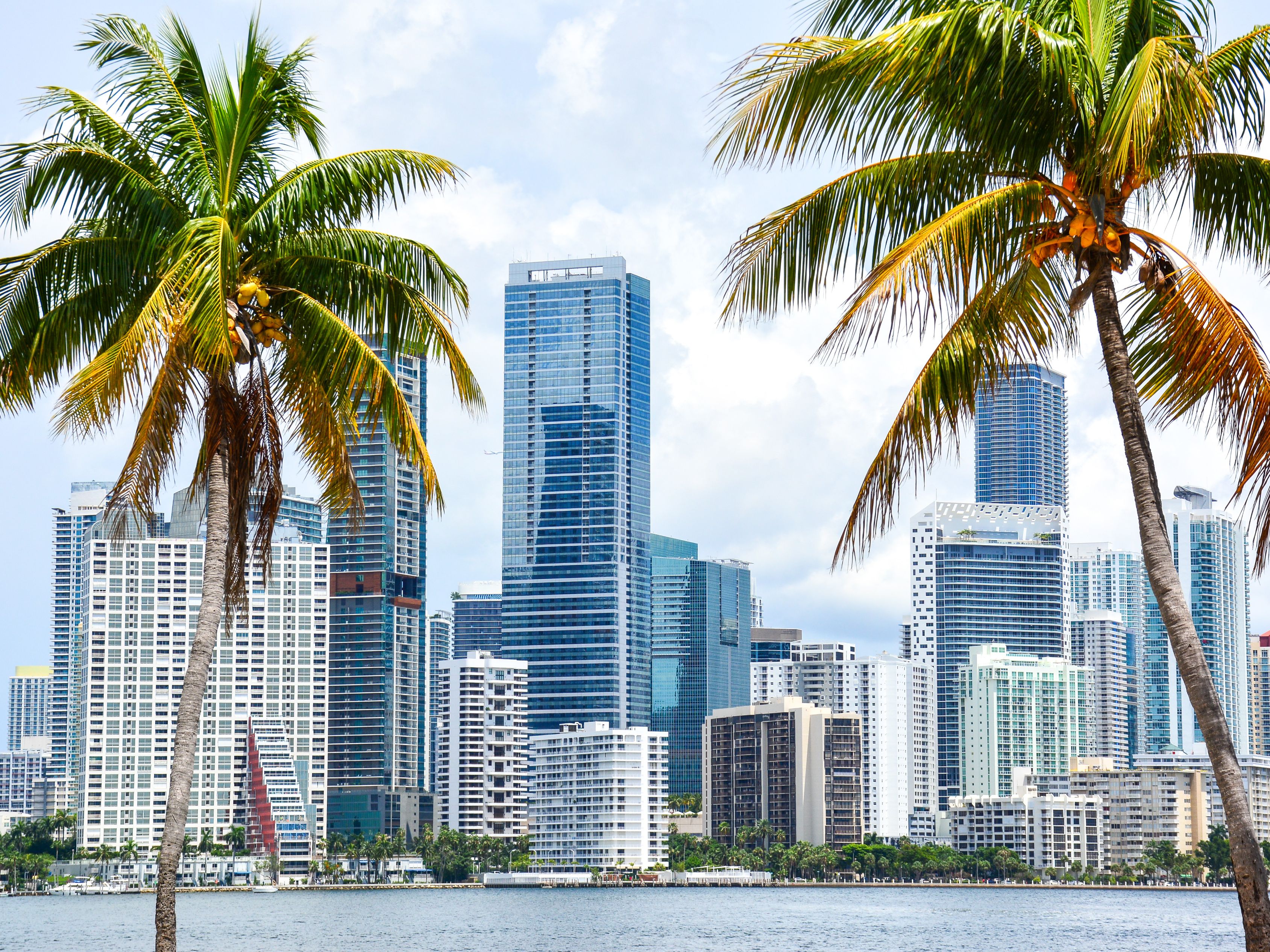Miami skyview with palm trees