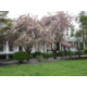 IHG Army Hotel Carlisle Barracks Washington Hall Exterior