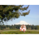 IHG Army Hotel Ft. Lewis-McChord - Mt Rainier from McChord Field