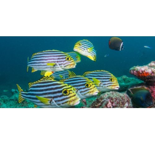 Coral reefs in the Maldives