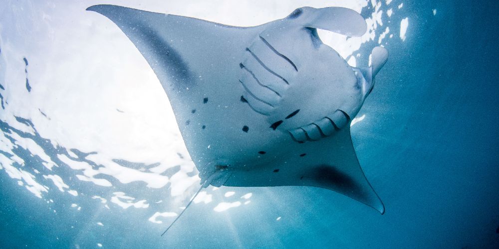 Manta Ray