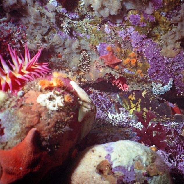 underwater tidepools