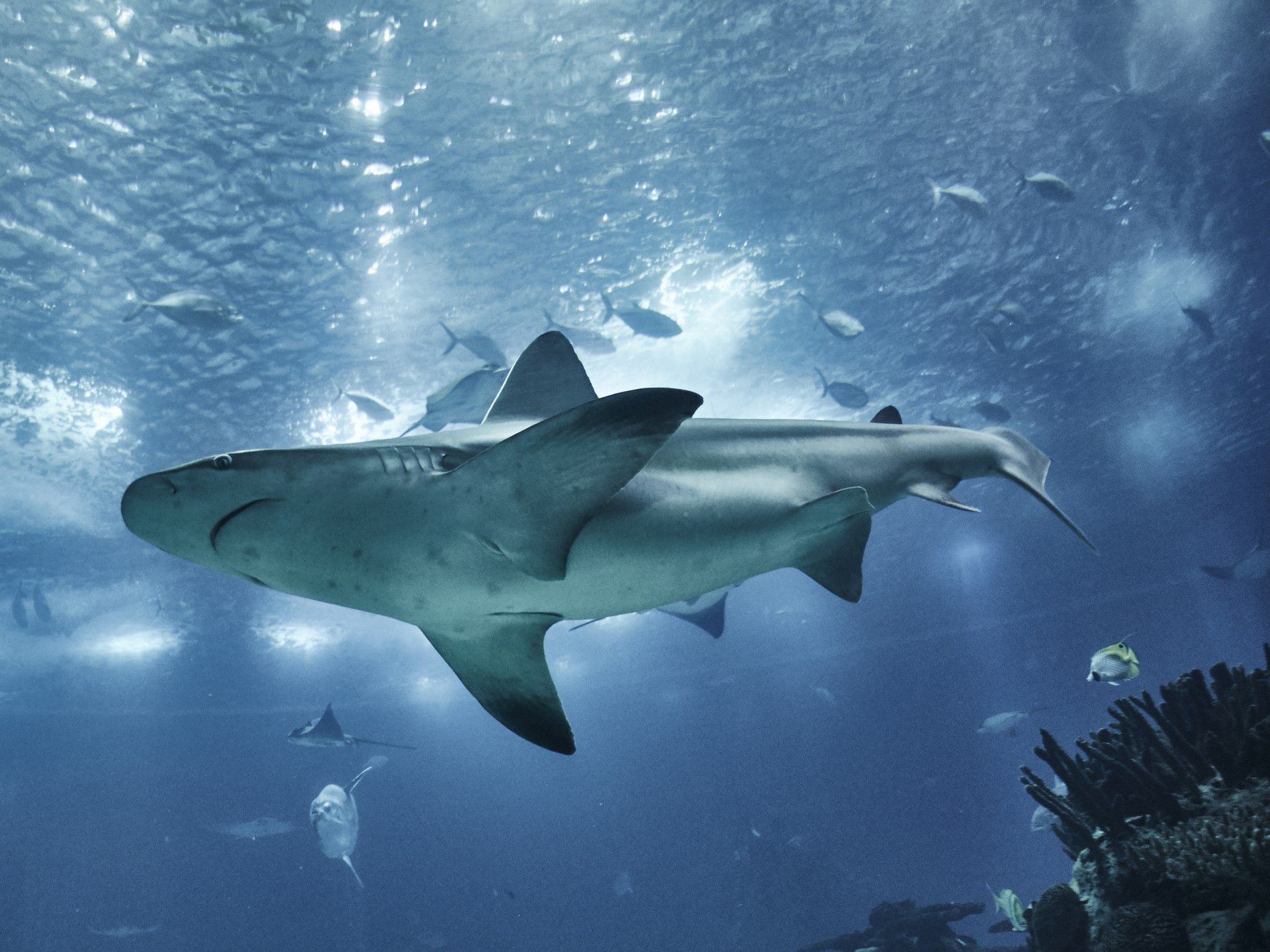 Shark swimming at the Audubon Aquarium