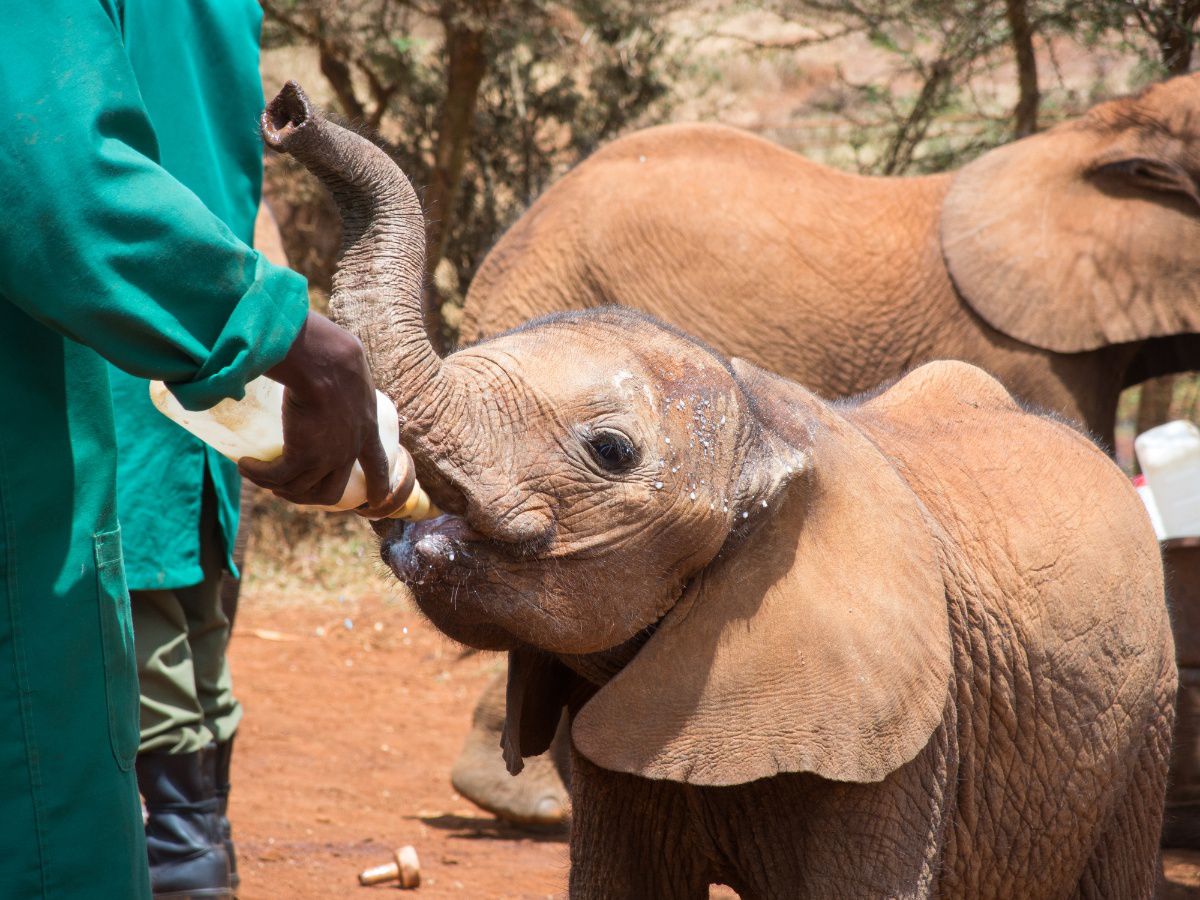 Nairobi Animal Orphanage