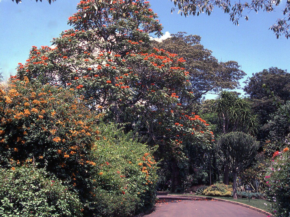 Nairobi Arboretum