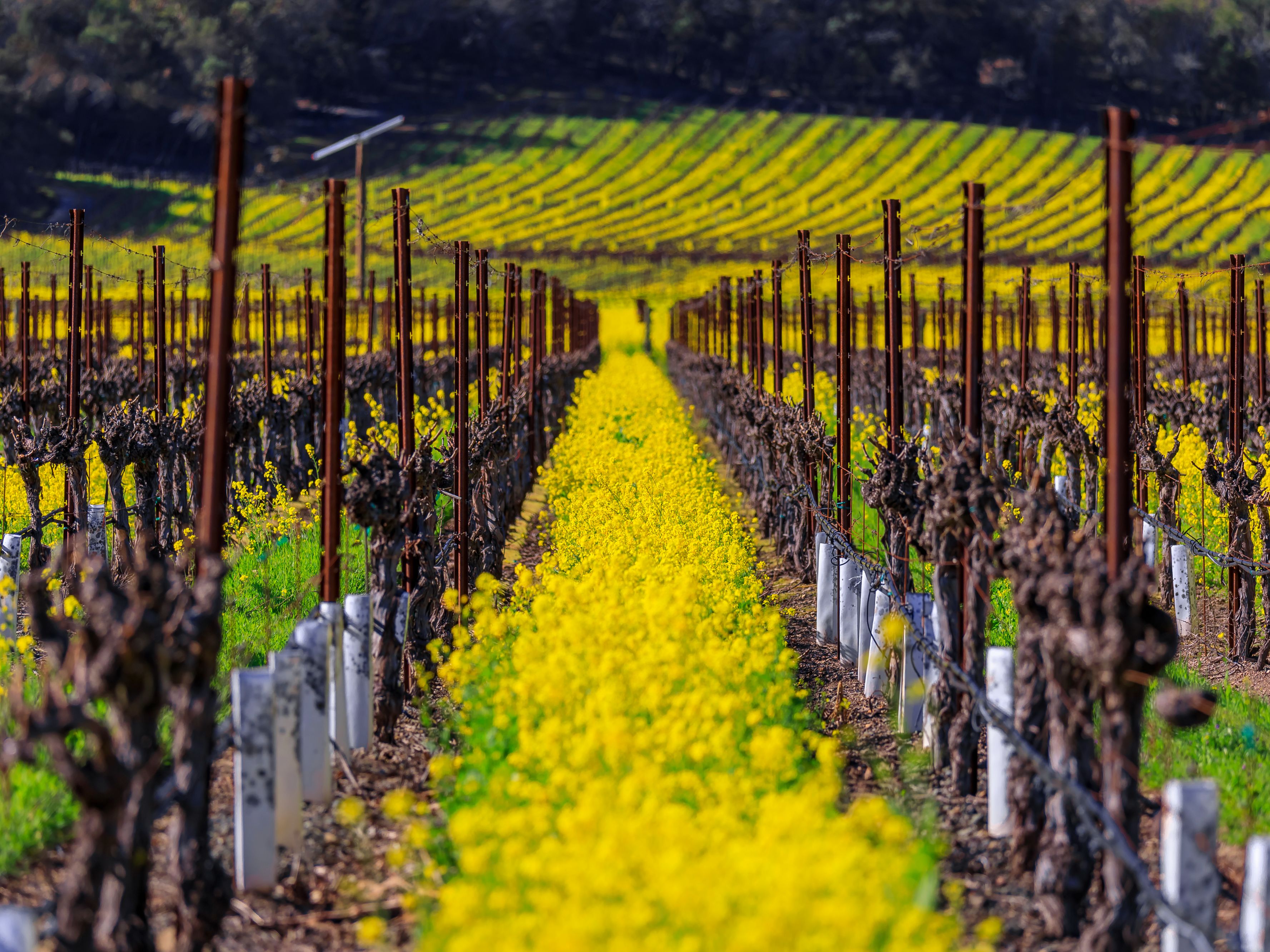 Mustard flowers in Napa Valley vineyard.