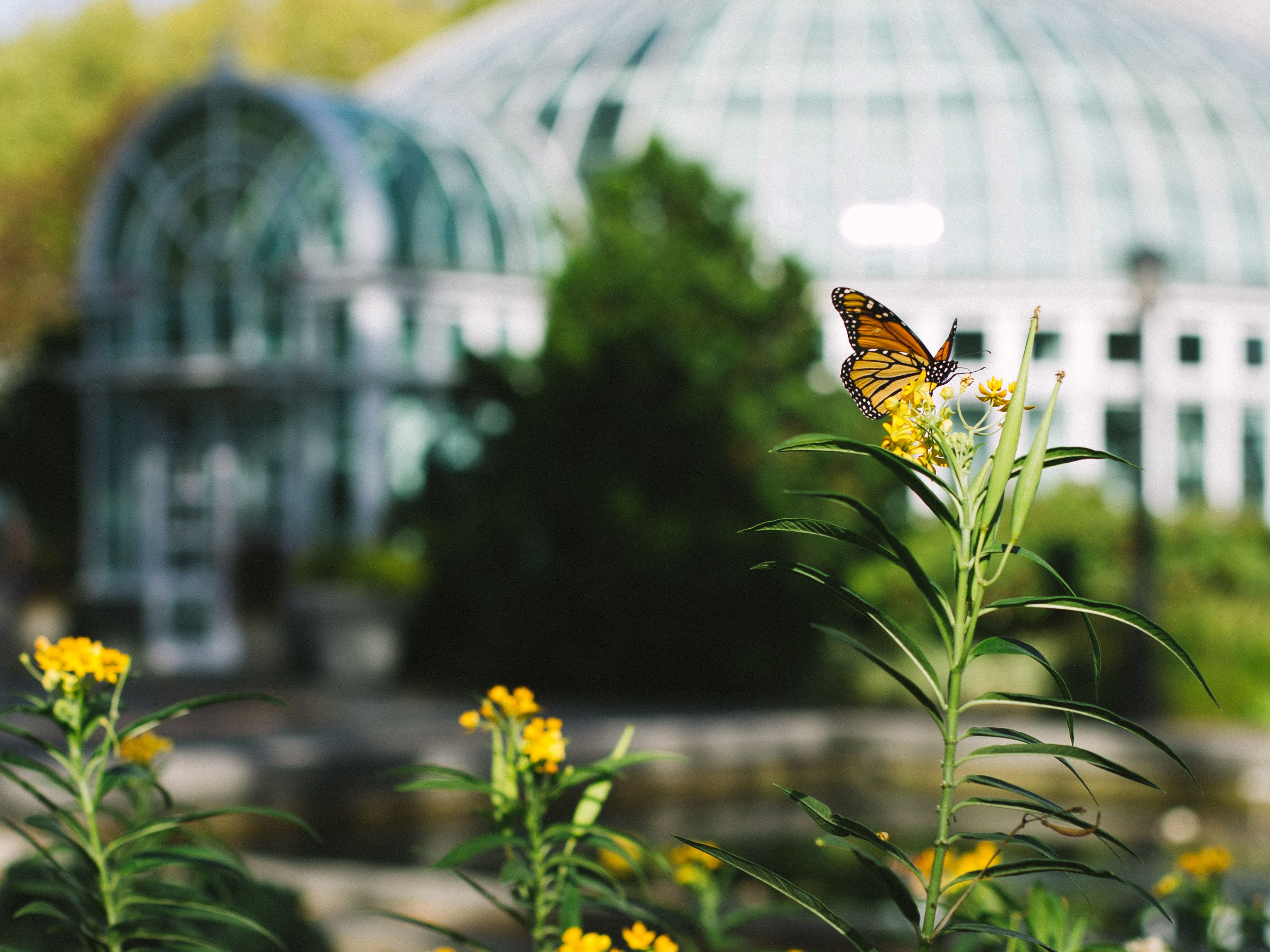 Butterfly on greenery at the Brooklyn Botanic Garden.