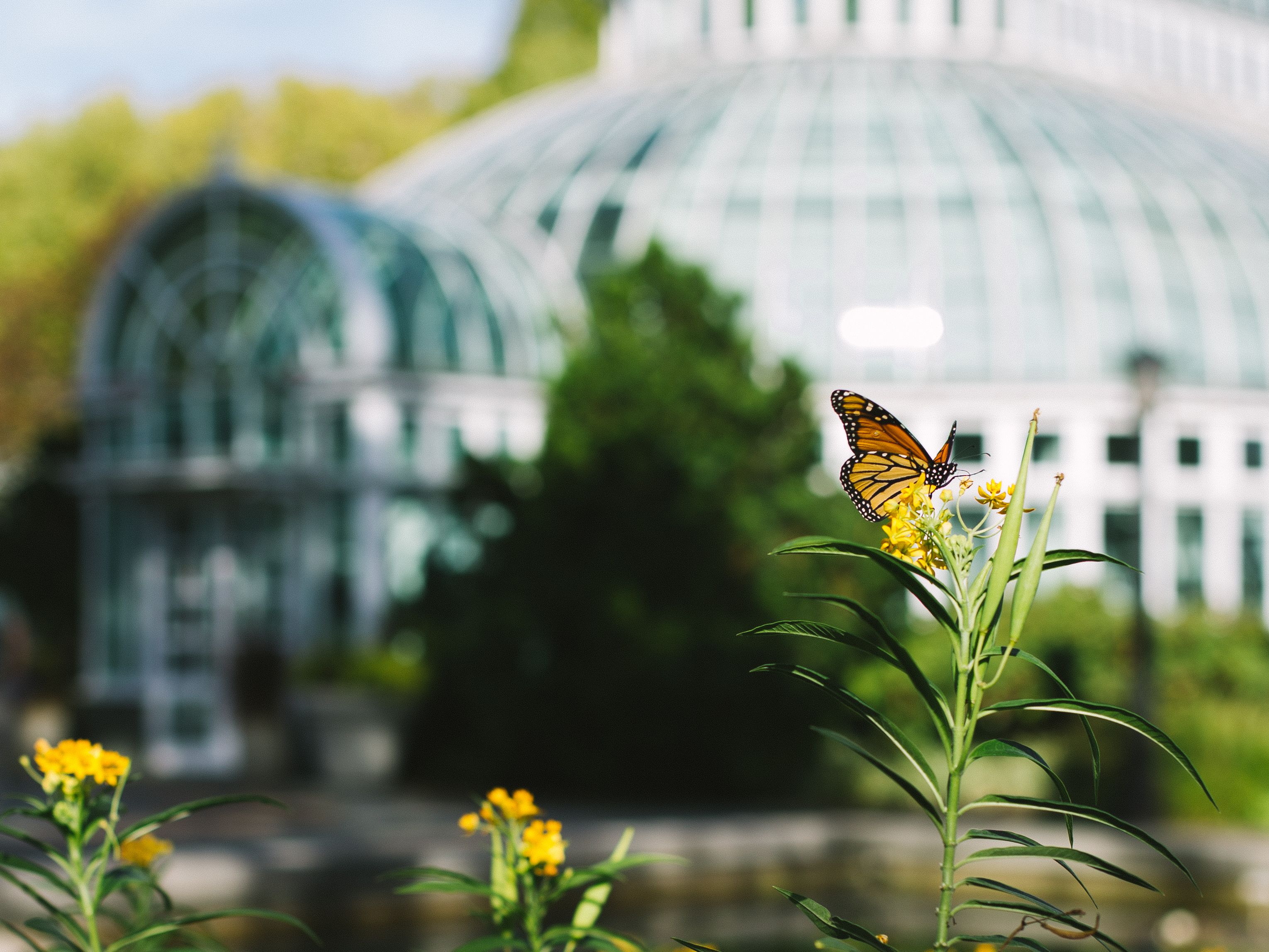 brooklyn botanical garden