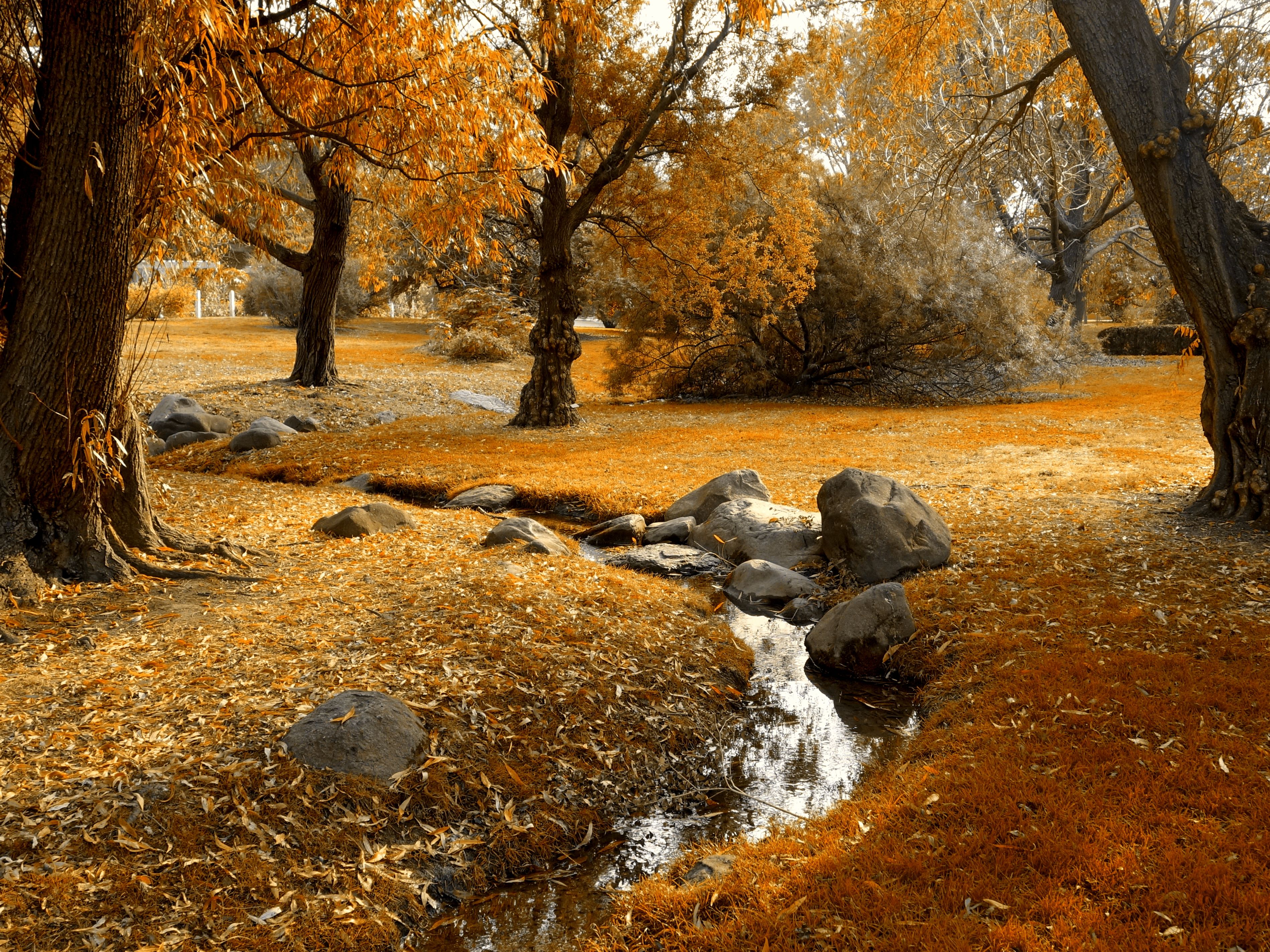 Brooklyn Botanic Garden in the fall
