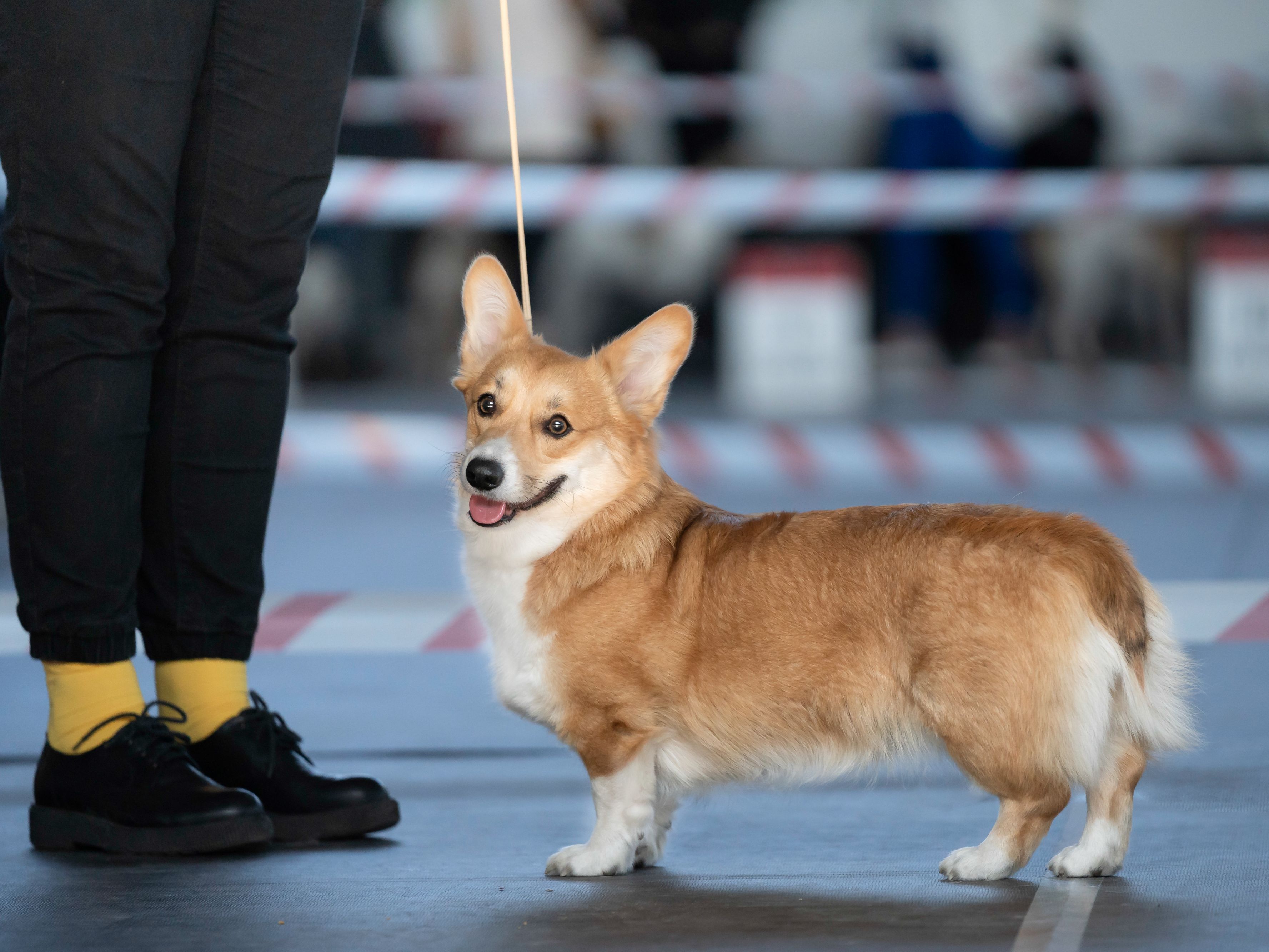 Dog on a leash at a dog show