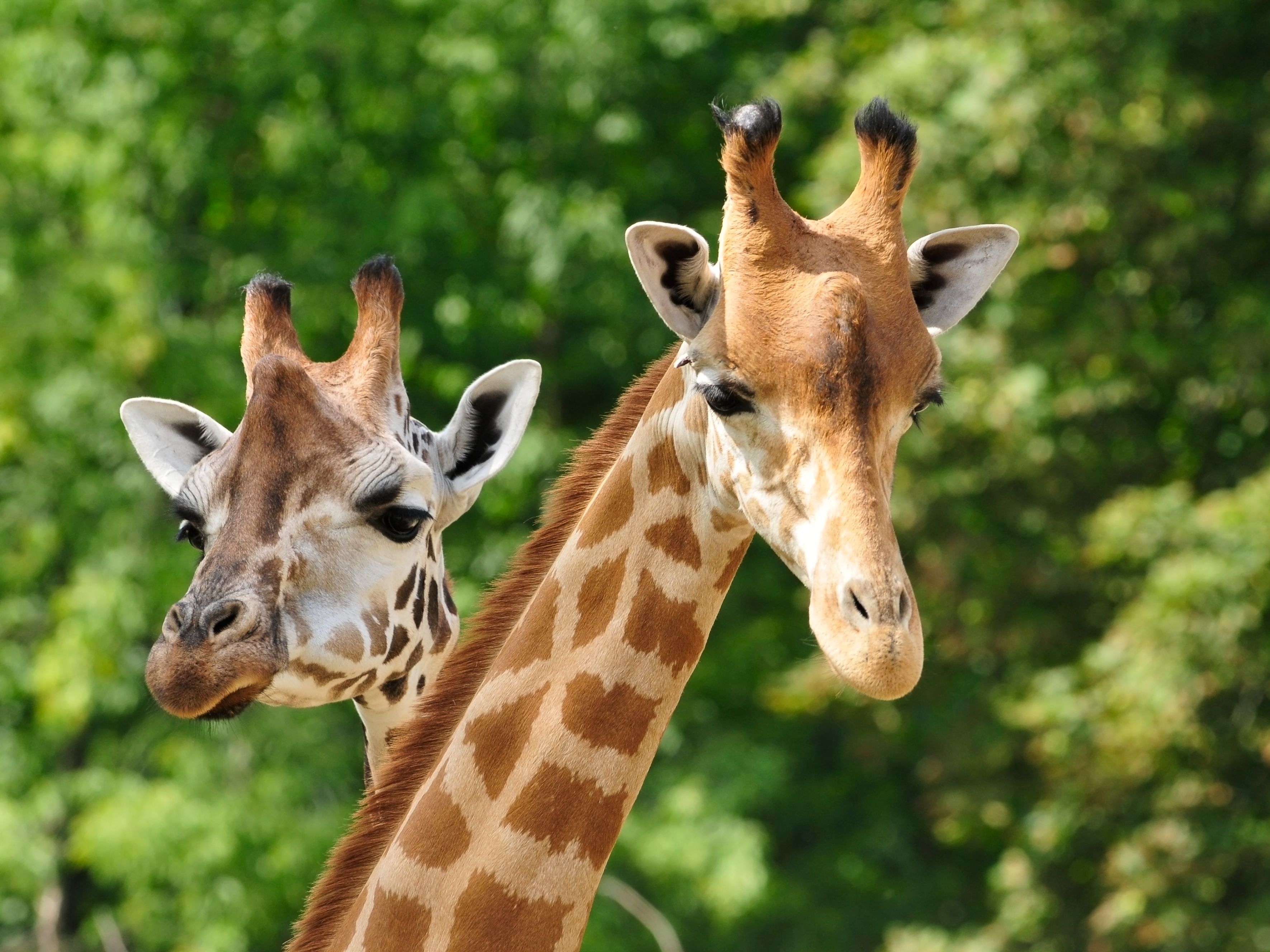 giraffe at zoo