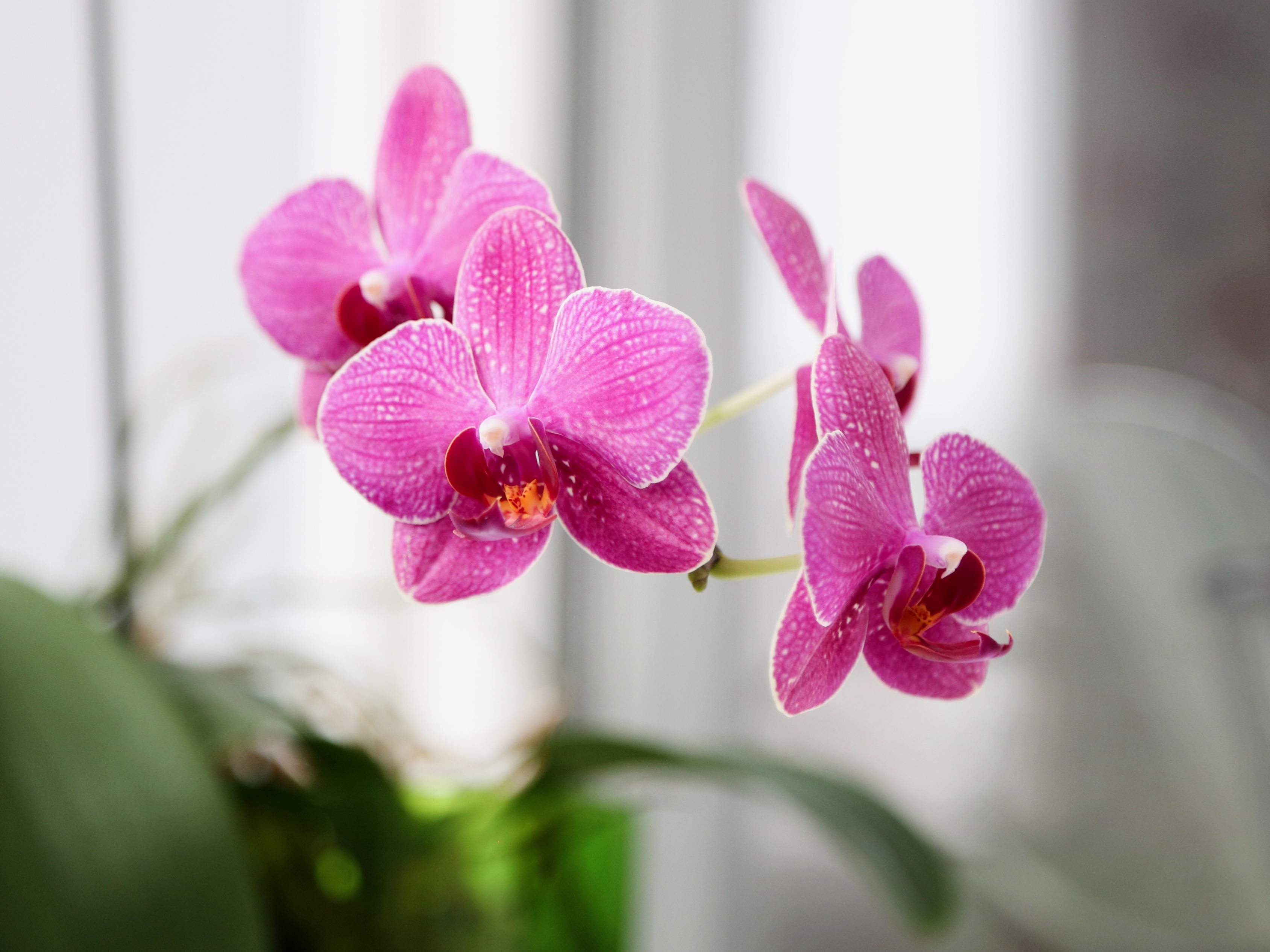 Pink orchids