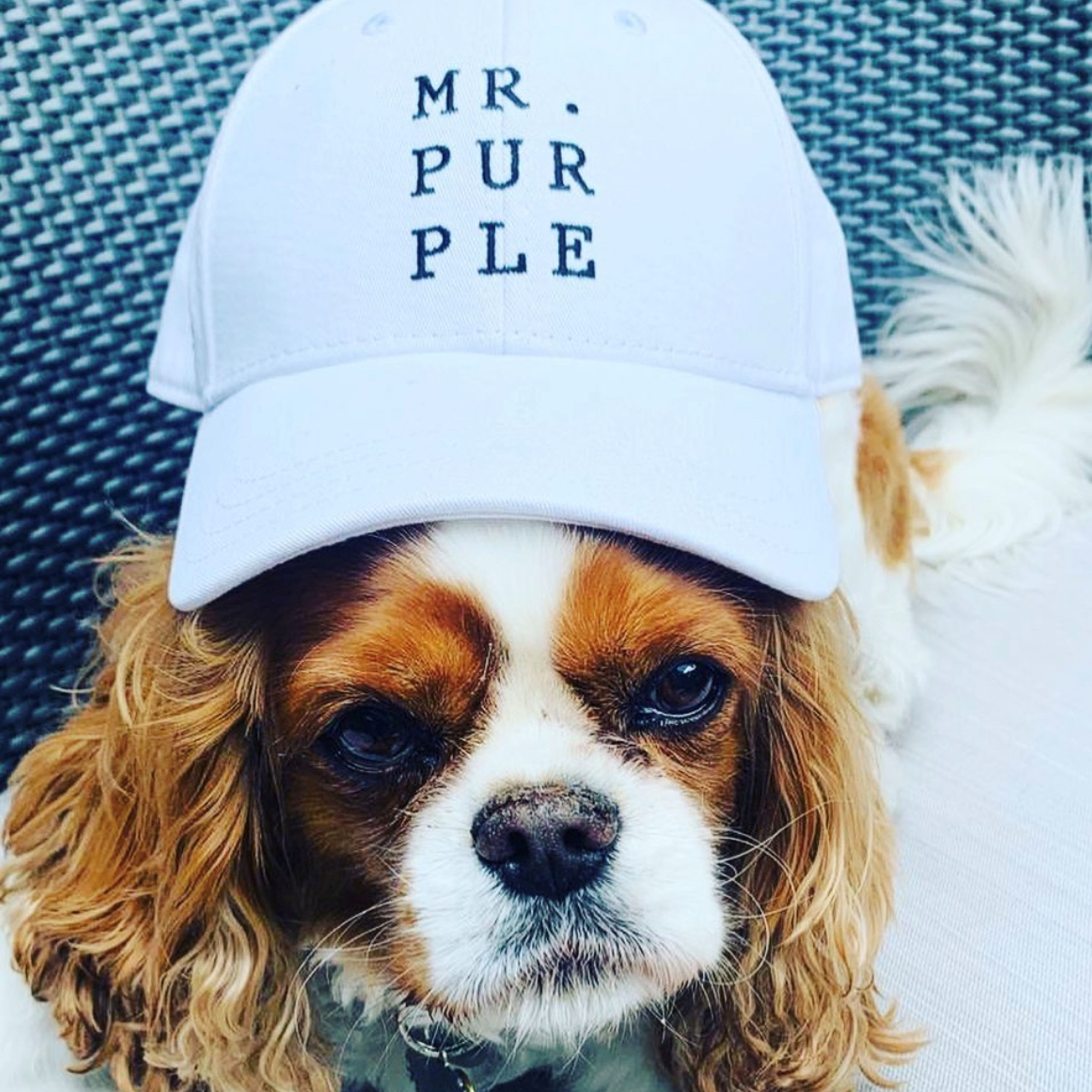Dog wearing a hat that say Mr. Purple