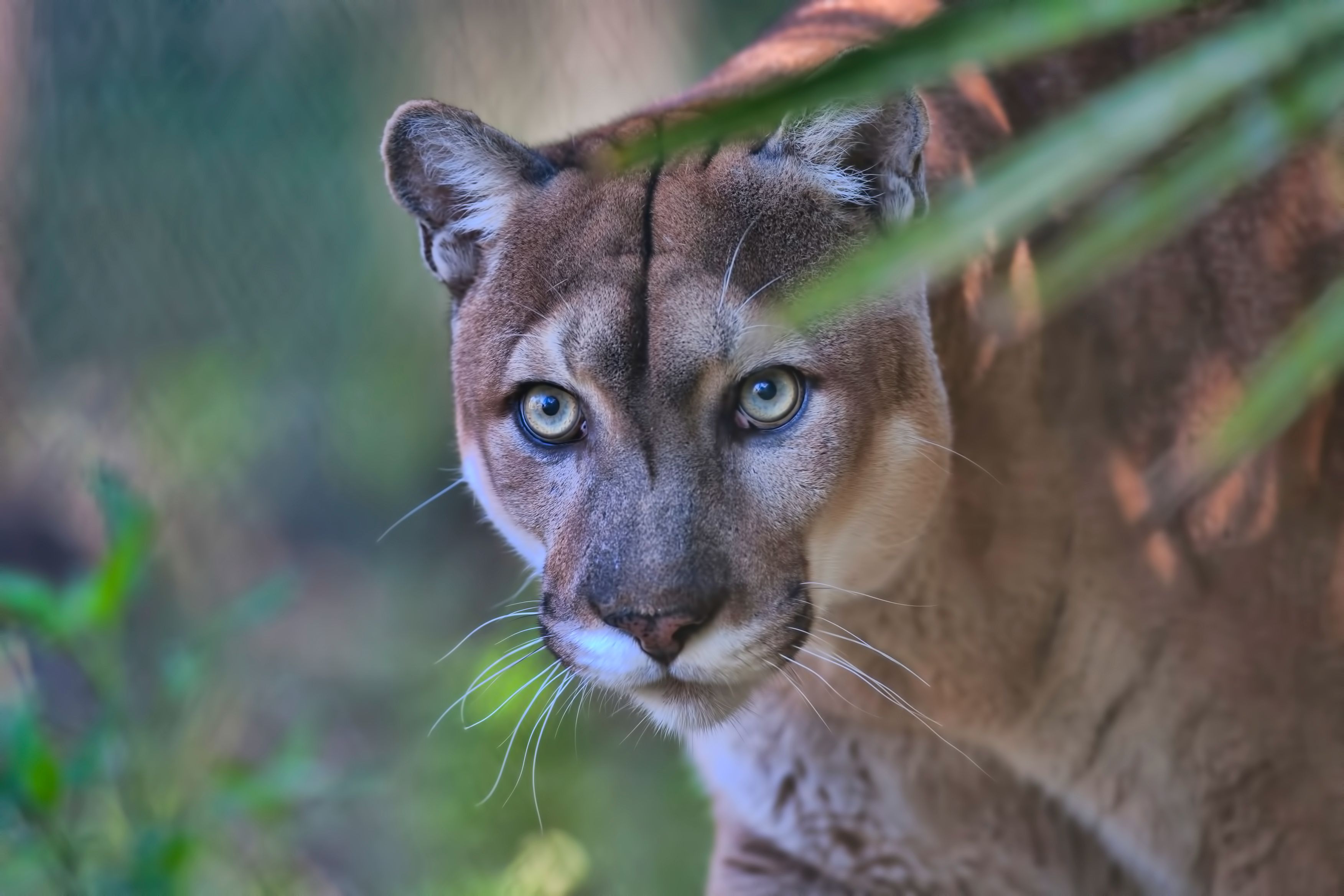 Panther in a wildlife exhibit.