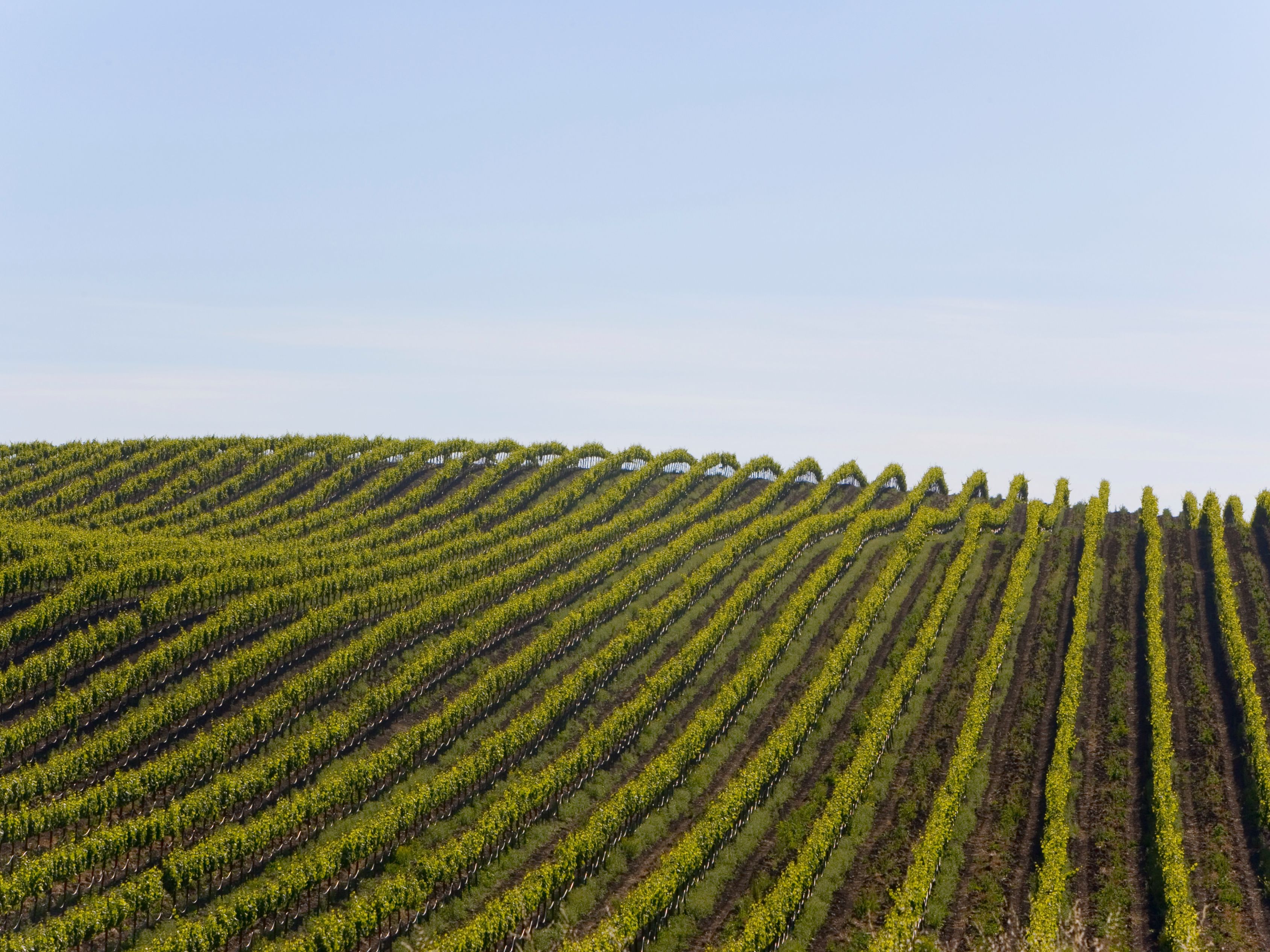 vineyard