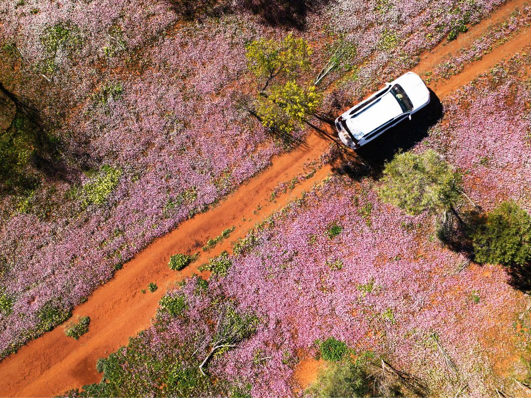 pilbara