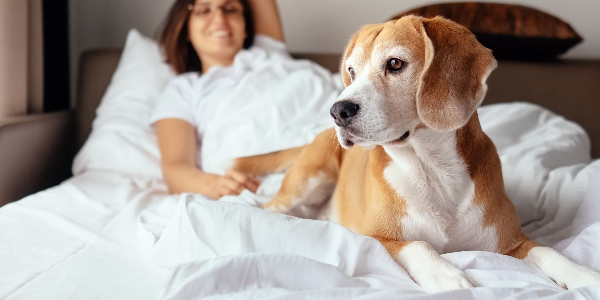 Dog and its owner laying on the hotel bed.