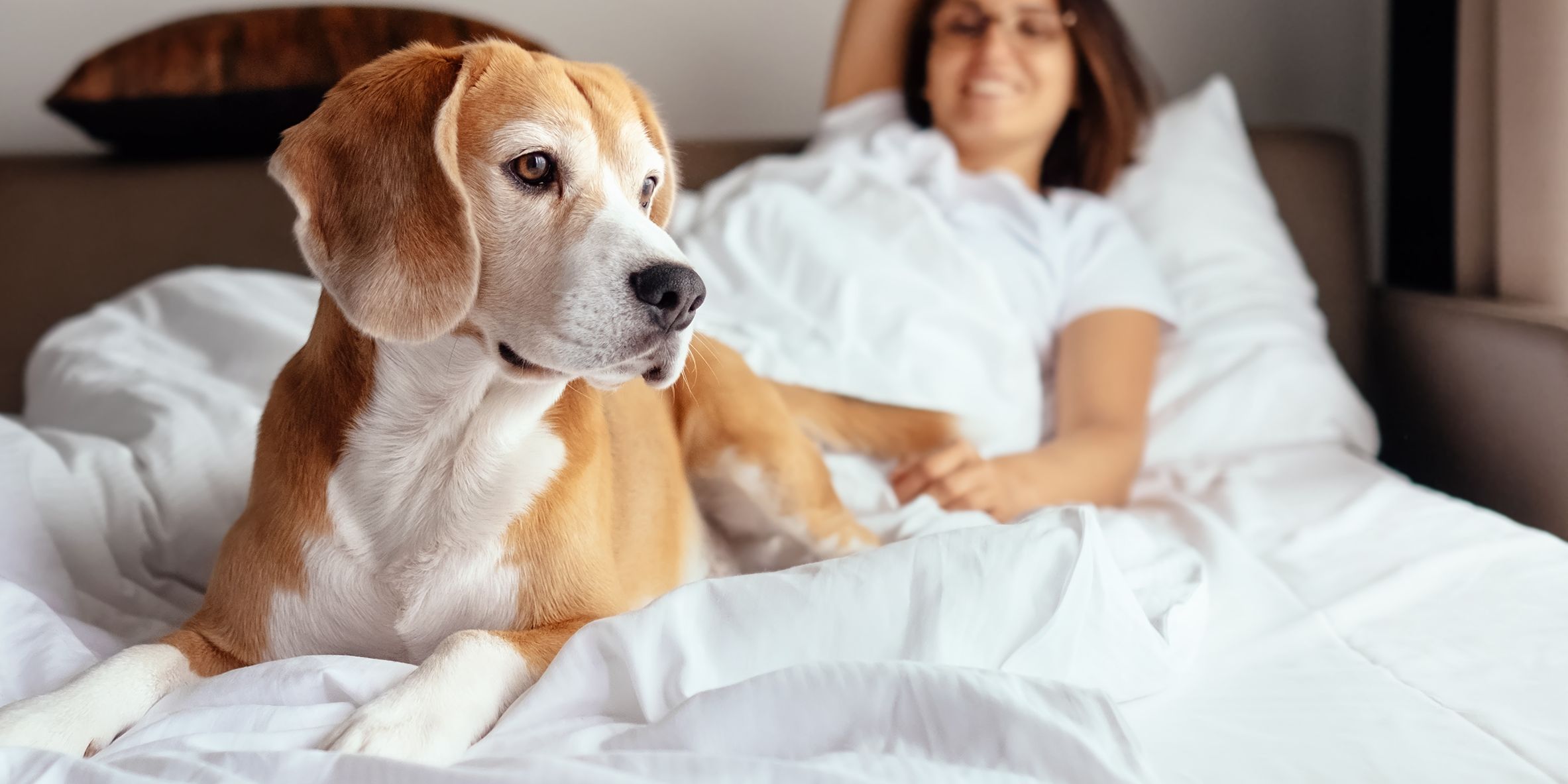 Dog sleeping on guest room bed.