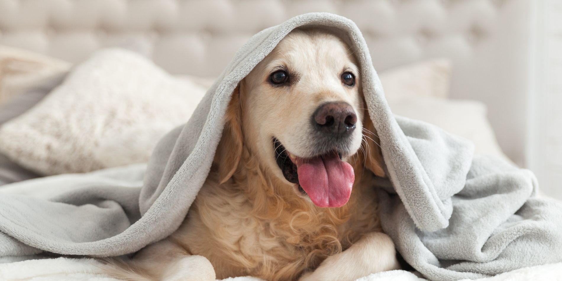 Dog lounging on a hotel bed.