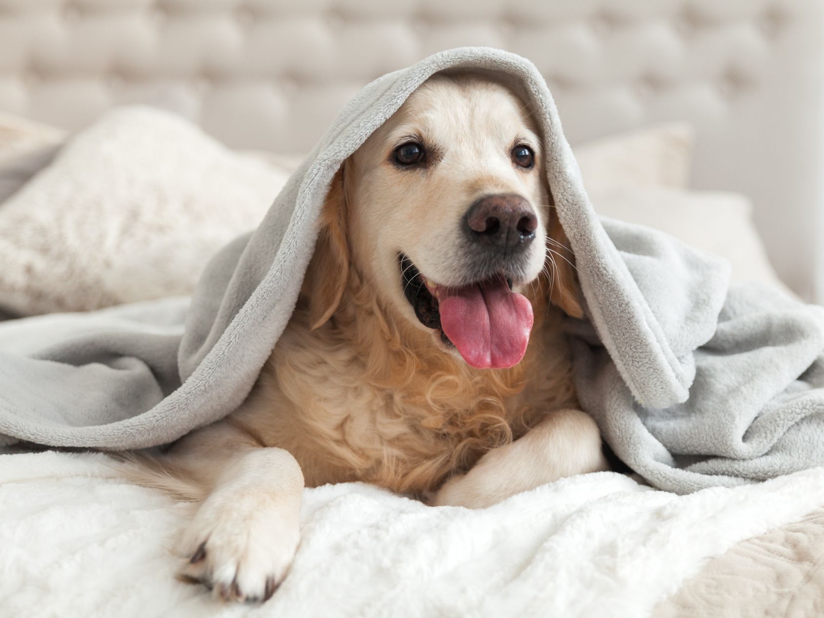 dog on bed